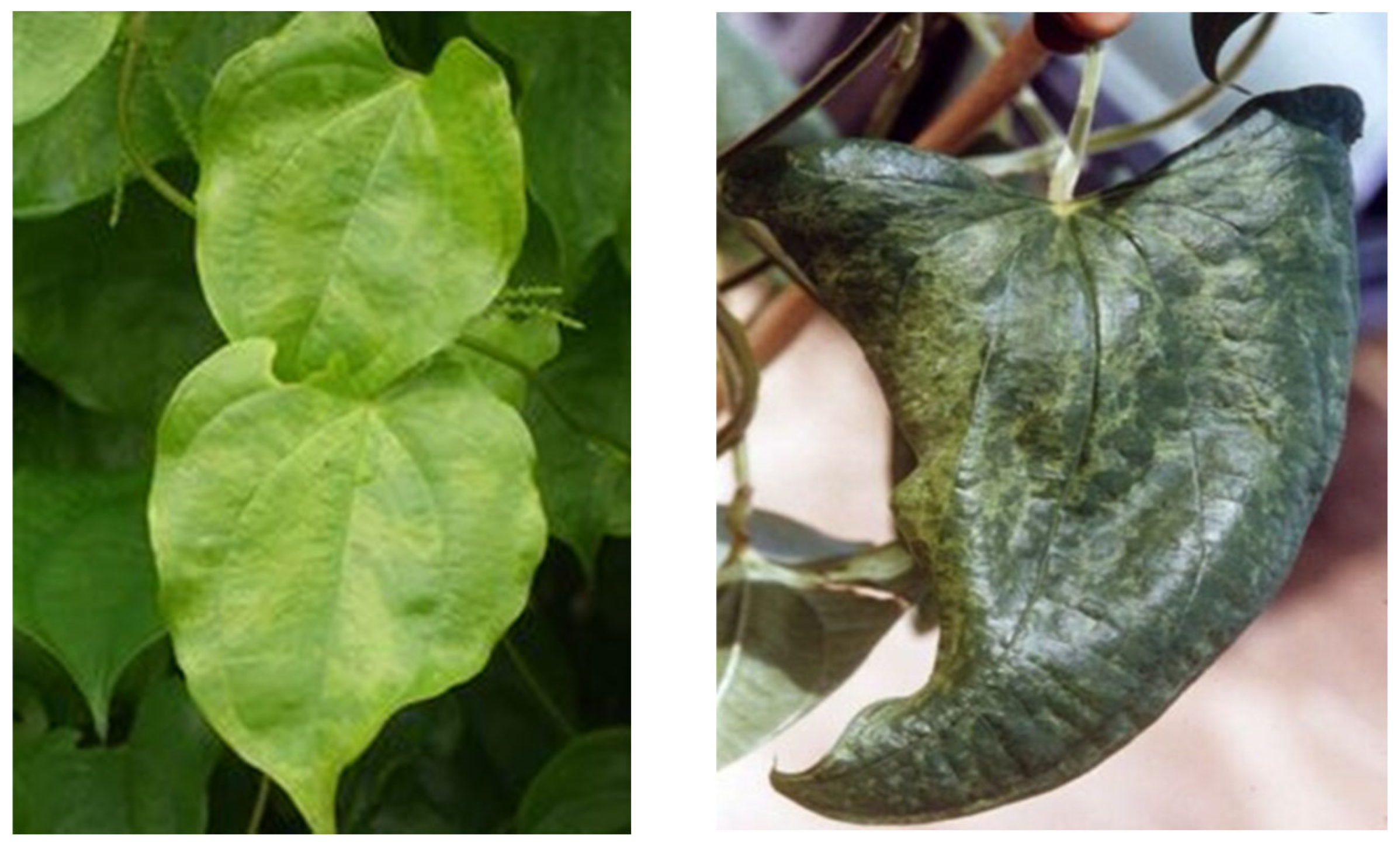 Horticulturae 09 01183 g004