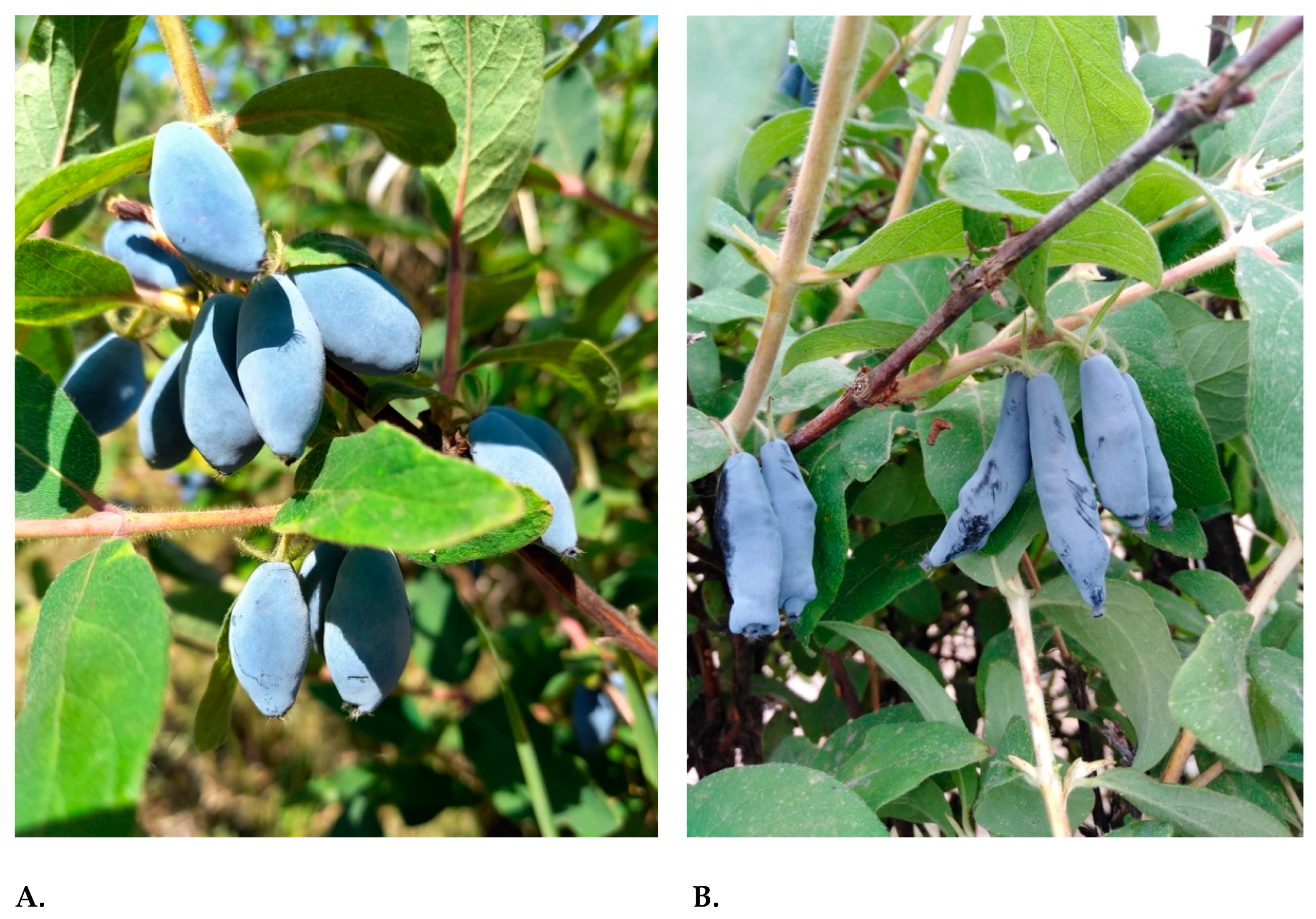 Horticulturae 09 01188 g001