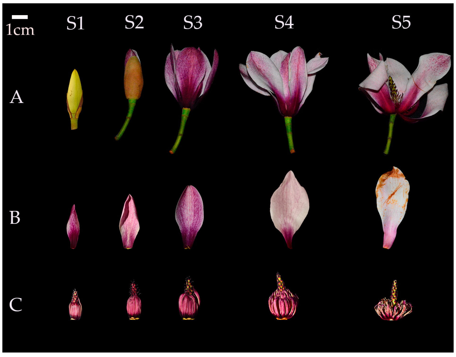 Horticulturae 09 01198 g001