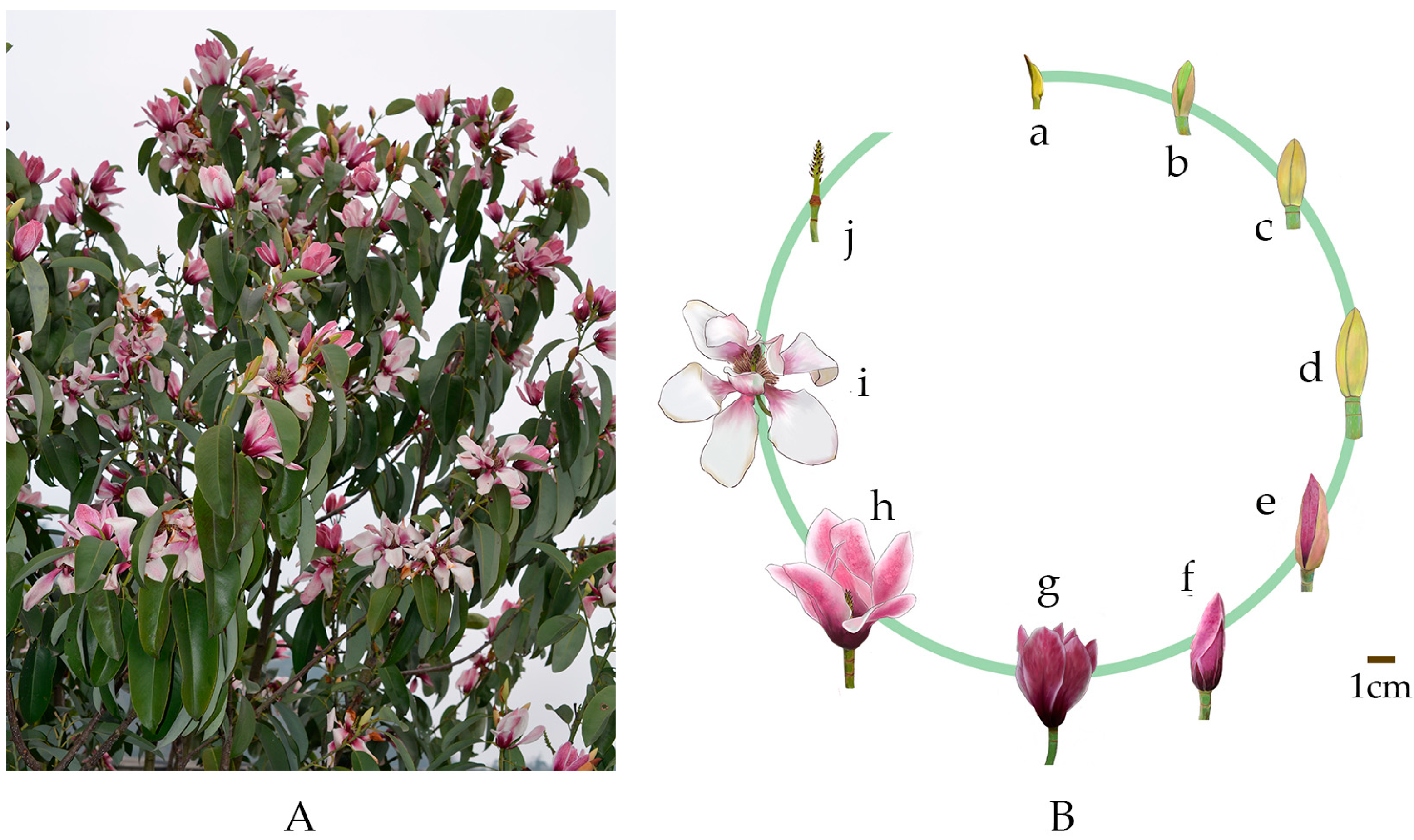 Horticulturae 09 01198 g002