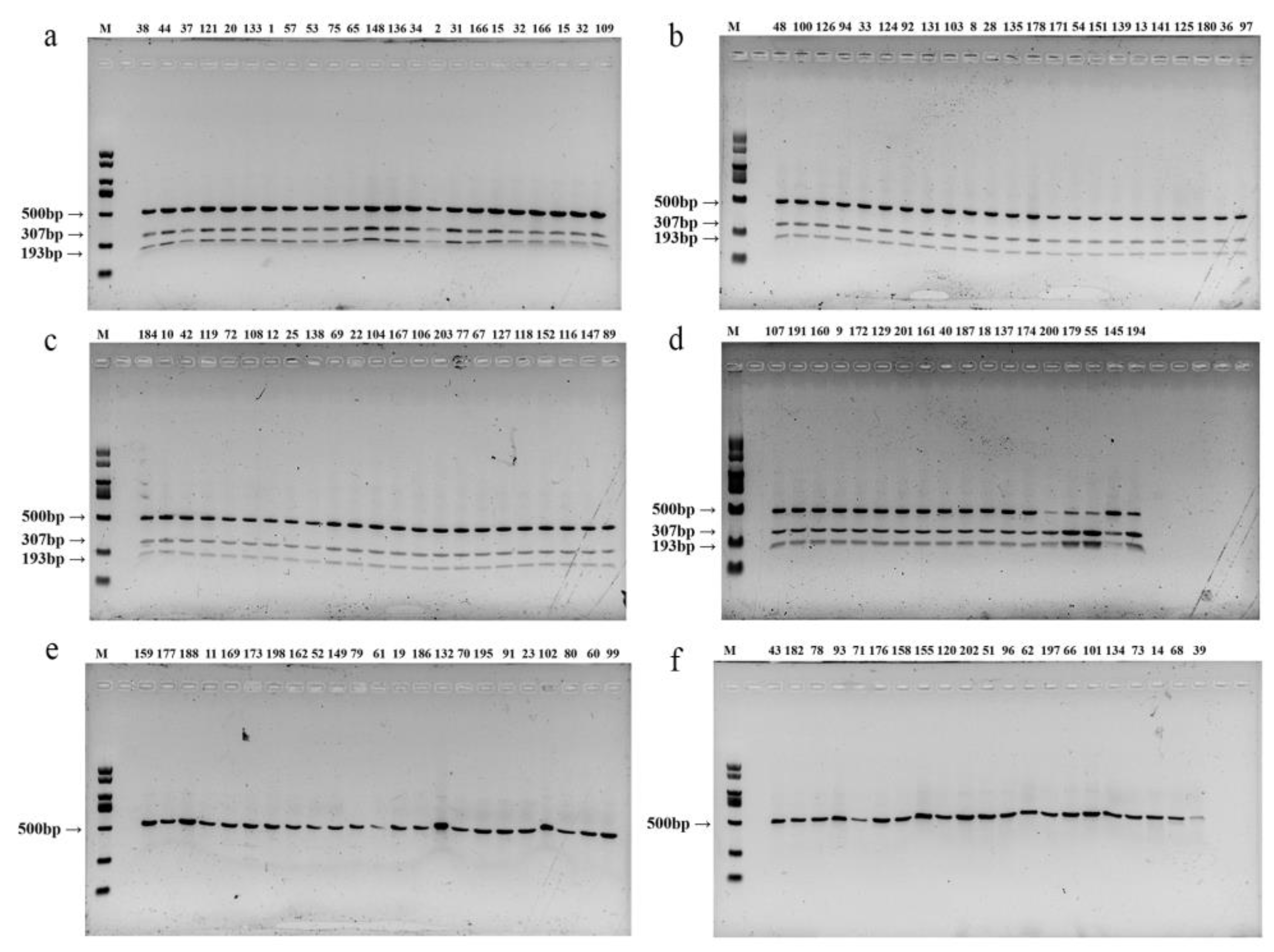 Horticulturae 09 01238 g005