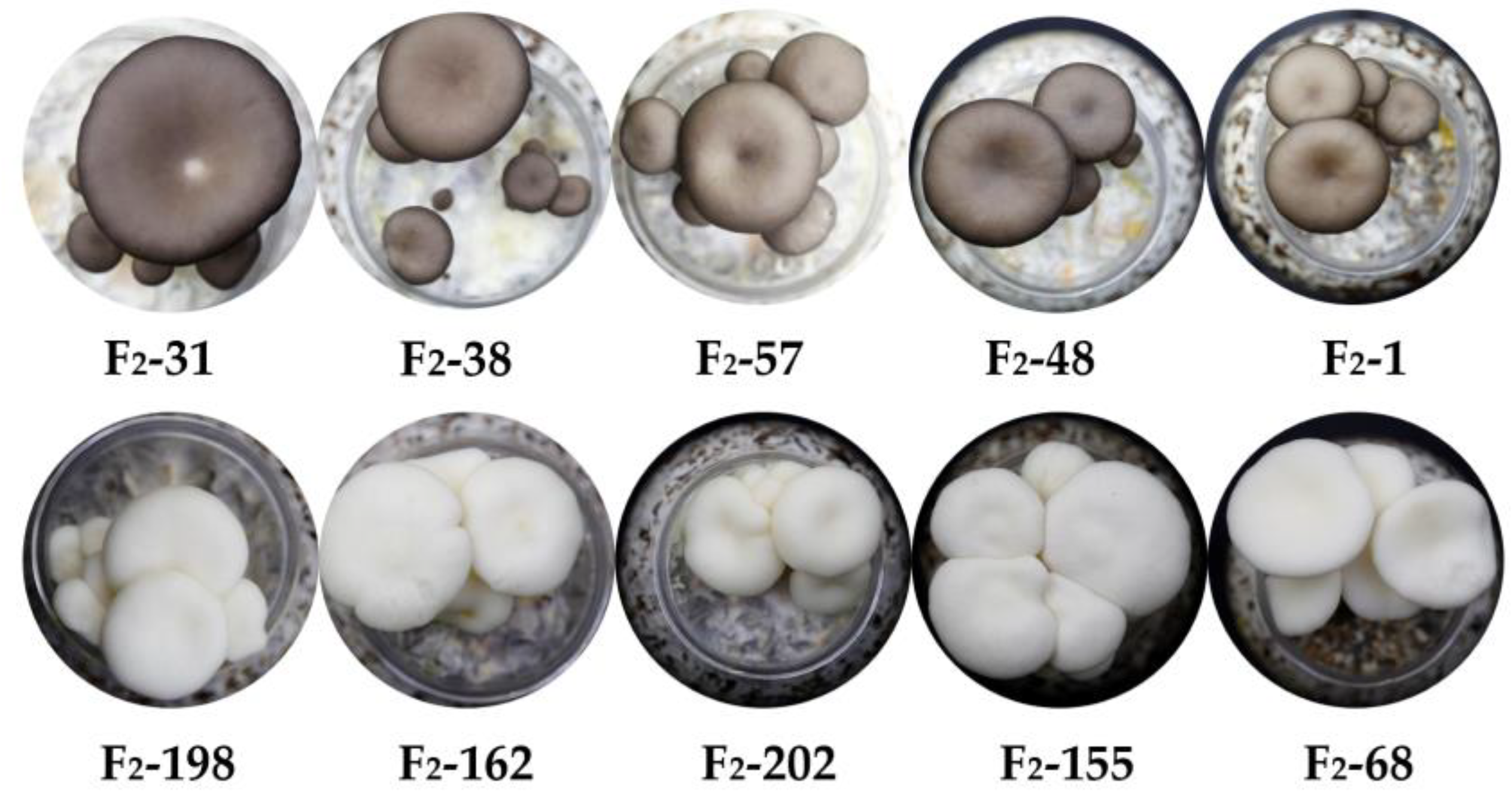Horticulturae 09 01238 g006