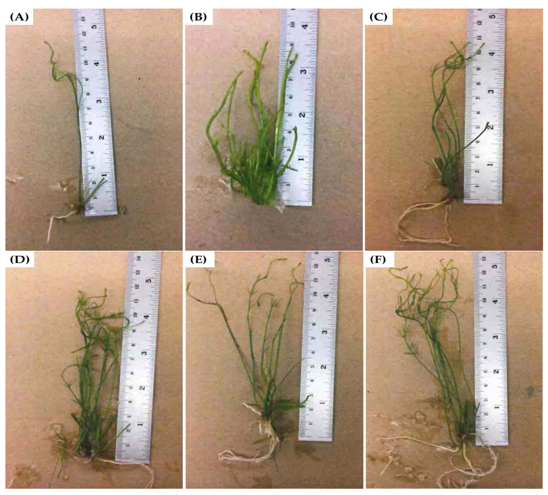 Horticulturae 09 01244 g001