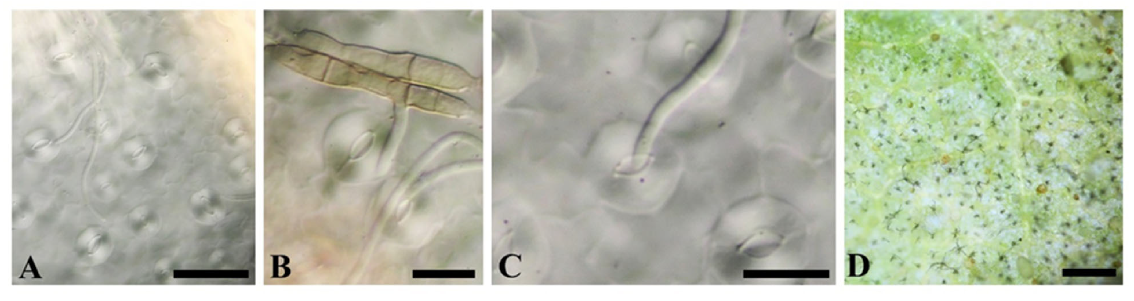 Horticulturae 09 01261 g002