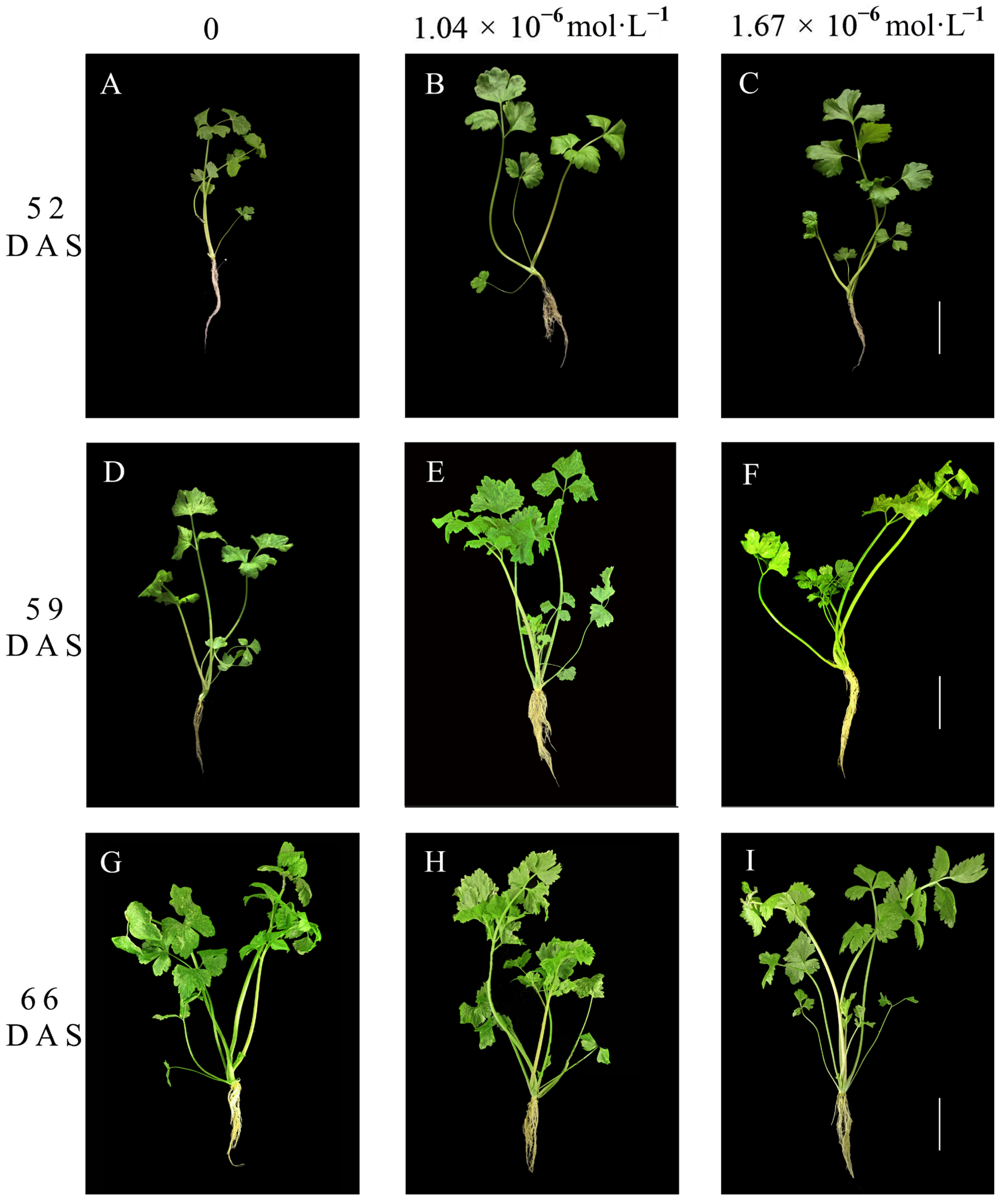 Horticulturae 09 01279 g001