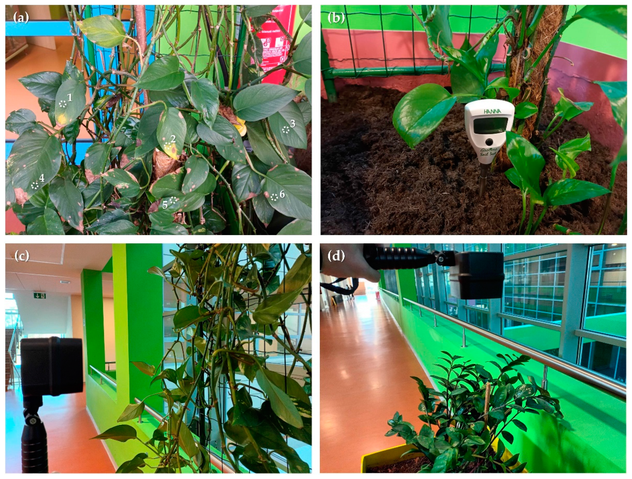 Horticulturae 09 01290 g003