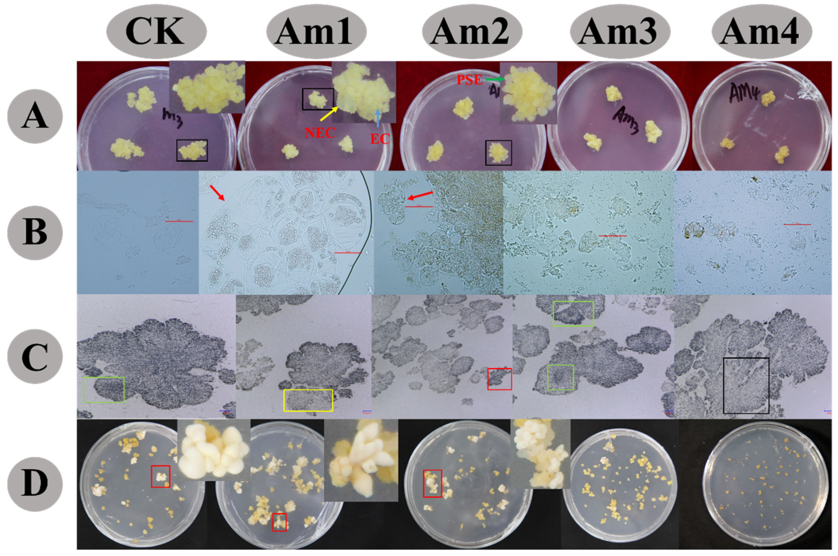 Horticulturae 09 01311 g002