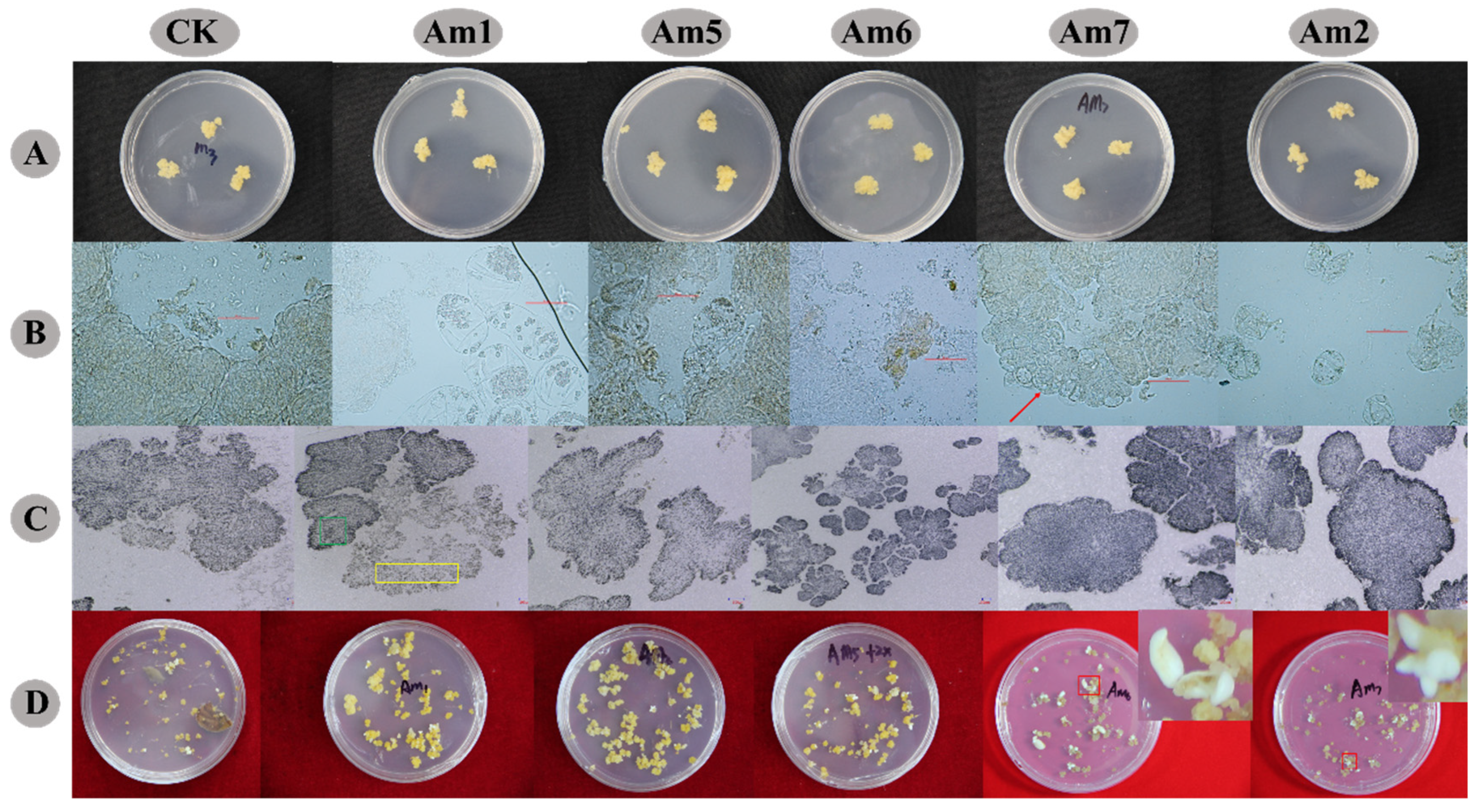 Horticulturae 09 01311 g004