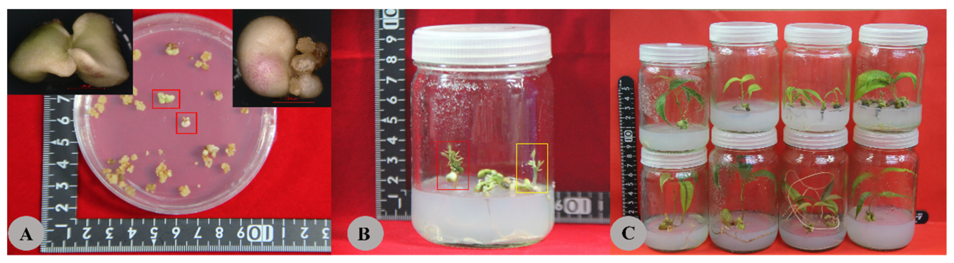 Horticulturae 09 01311 g005