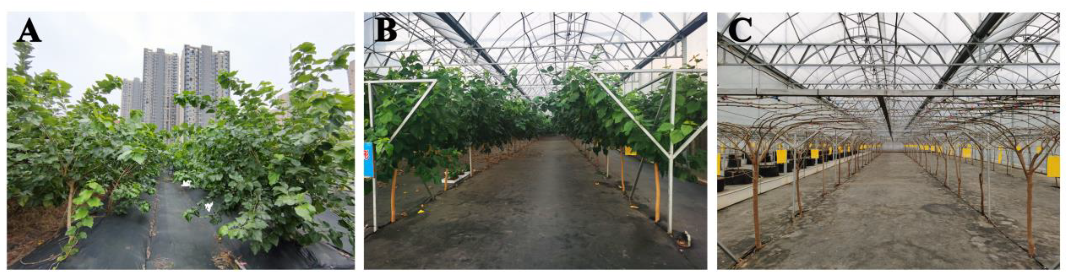 Horticulturae 09 01334 g001