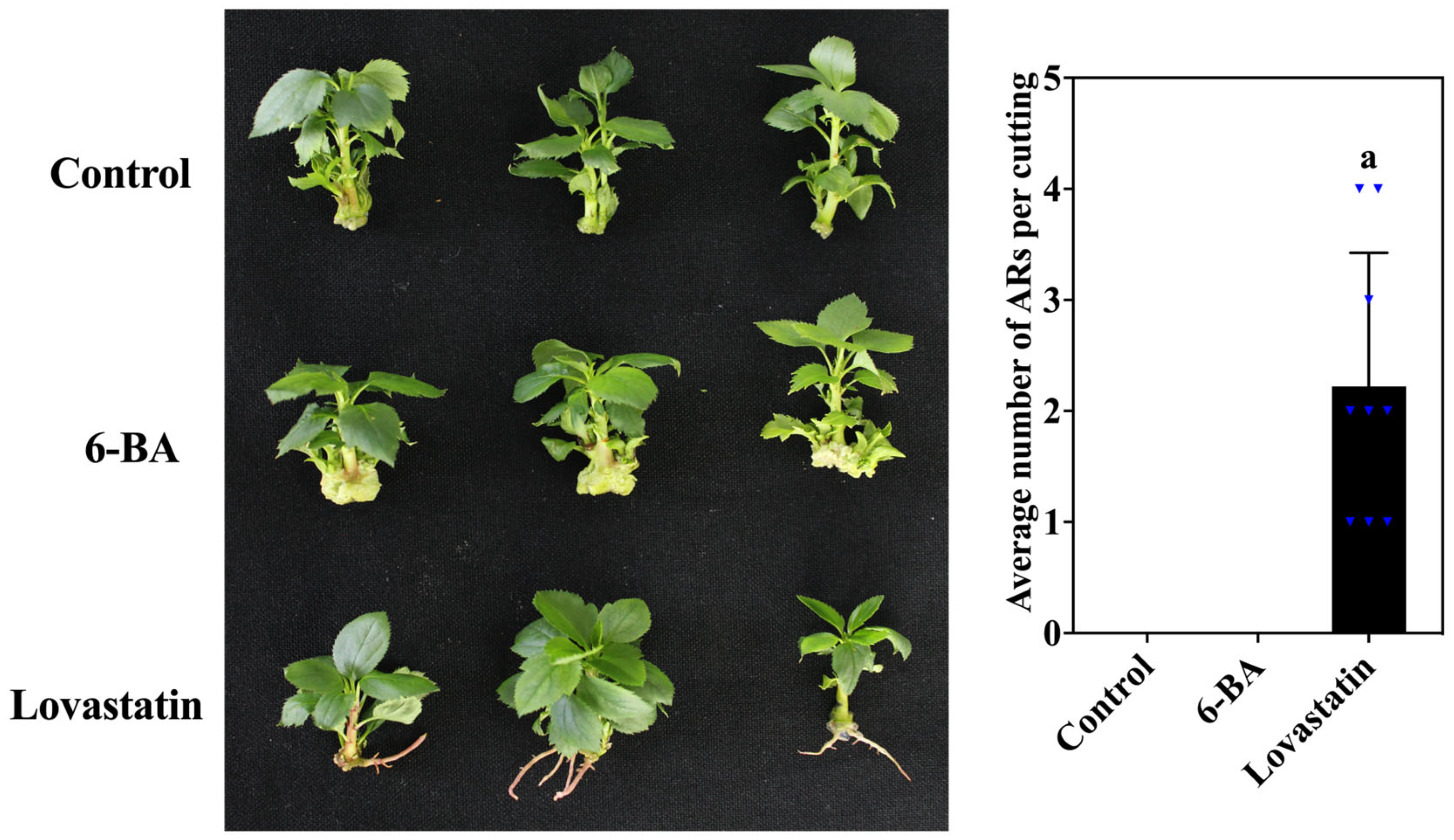 Horticulturae 09 01341 g001