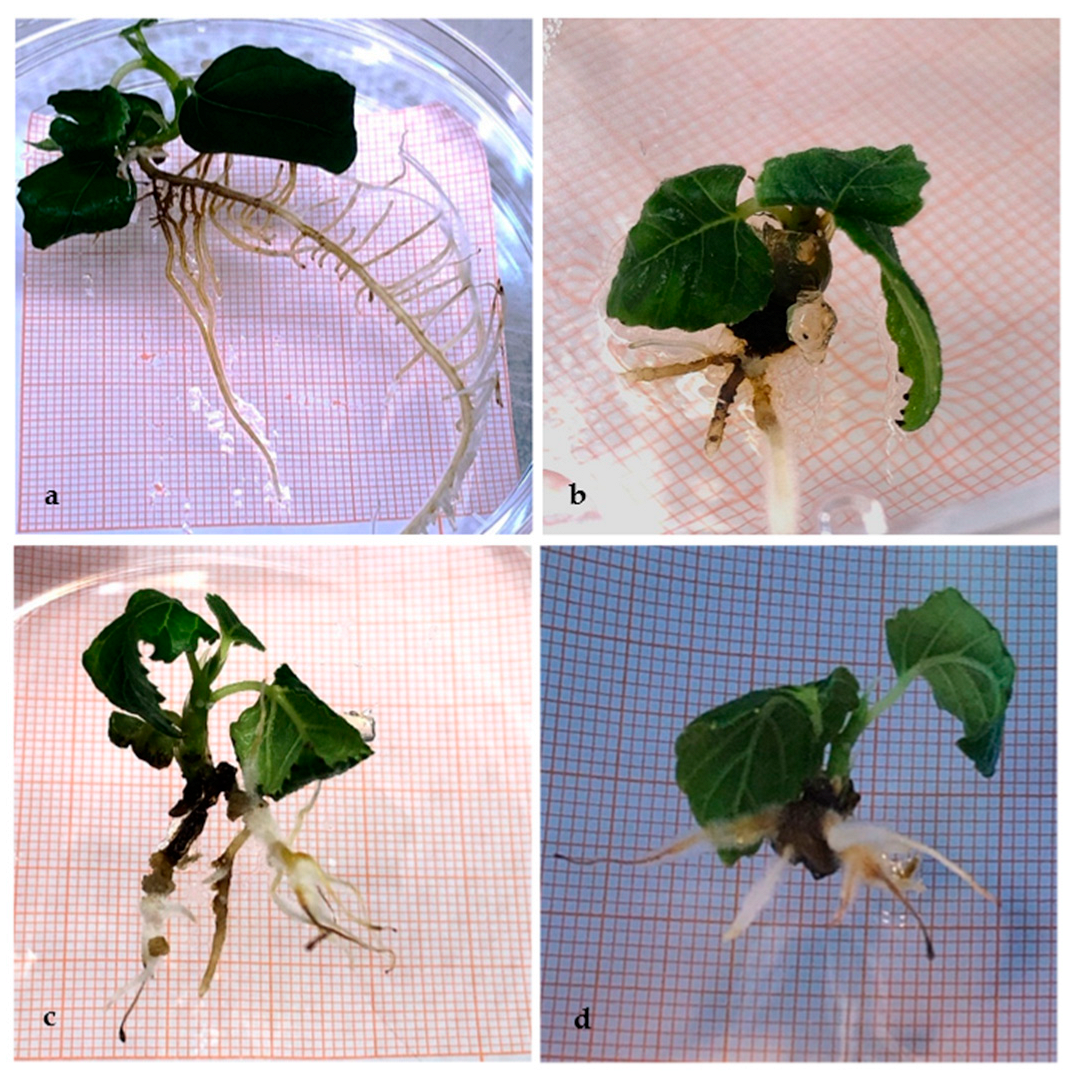 Horticulturae 09 01344 g001 Horticulturae 09 01344 g001