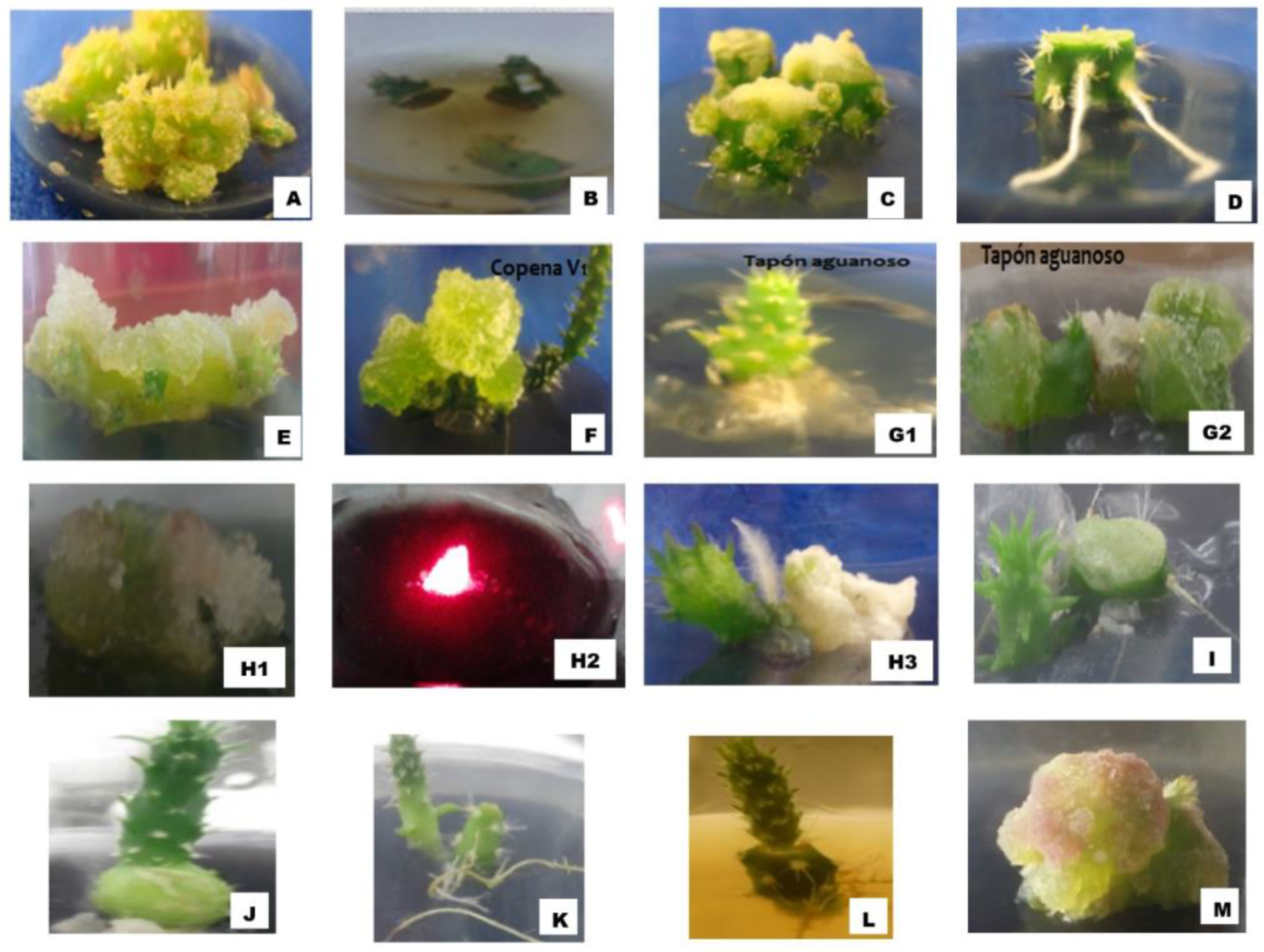 Horticulturae 09 01348 g001