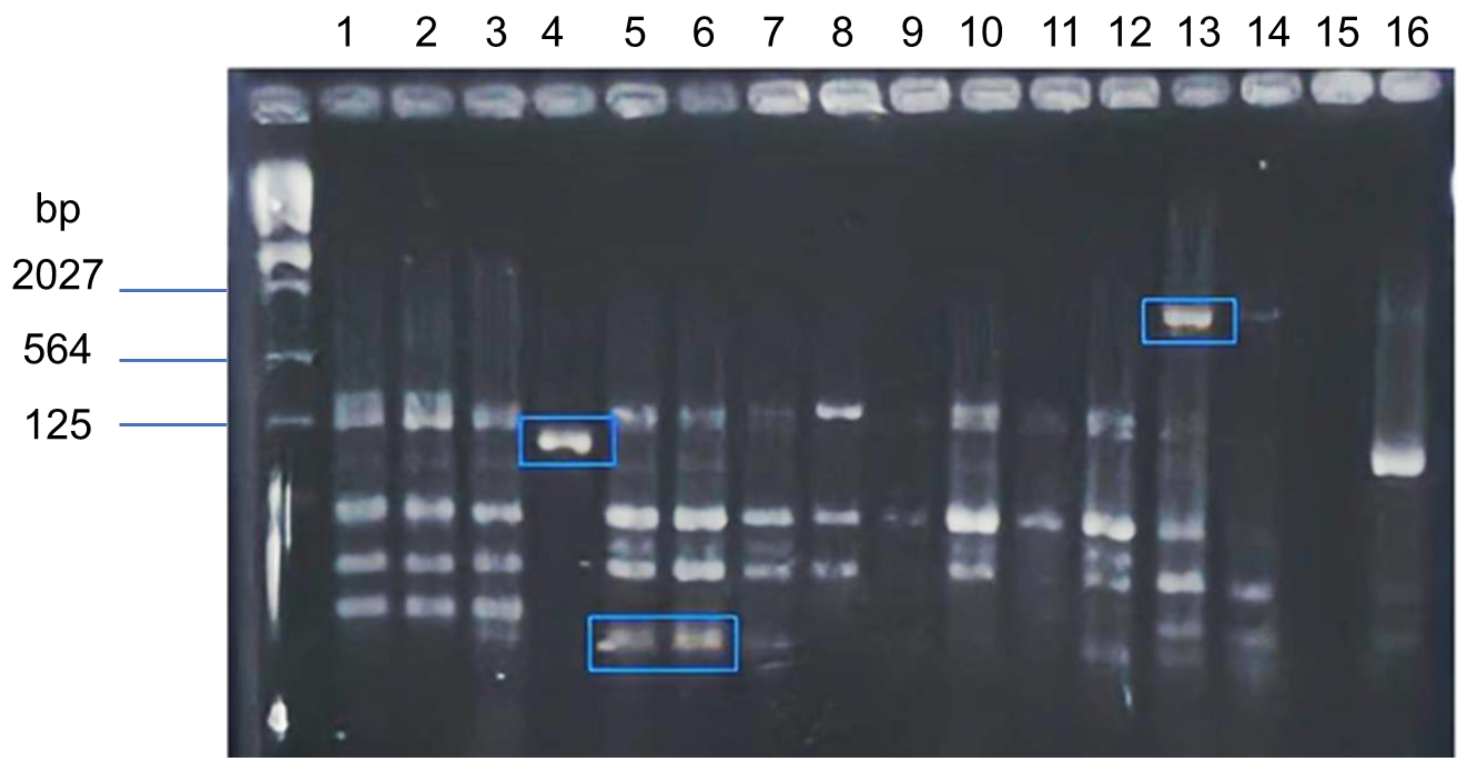 Horticulturae 09 01348 g002