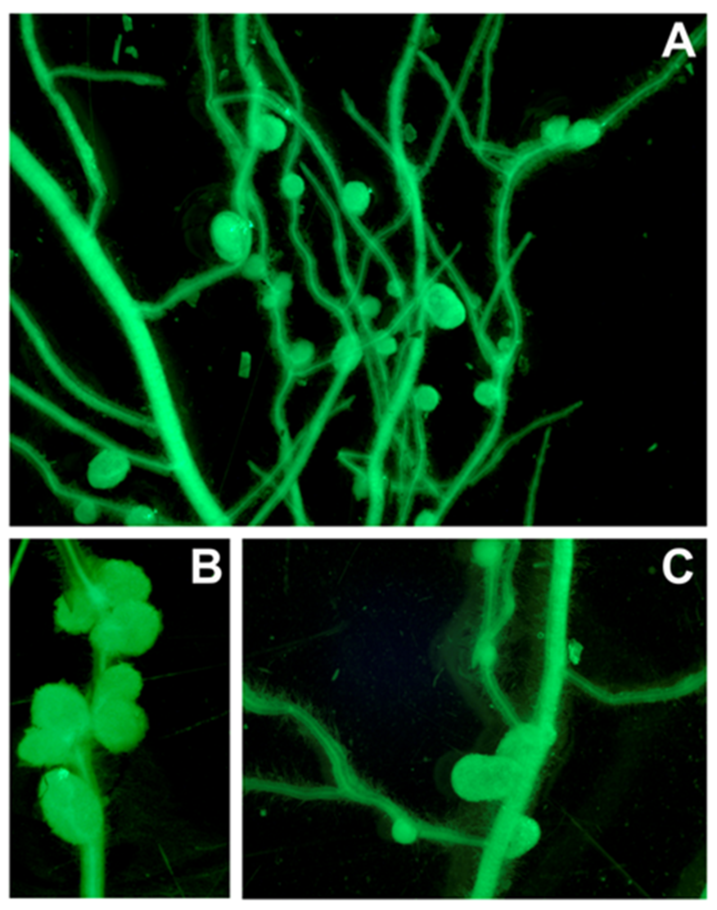 Horticulturae 10 00009 g003