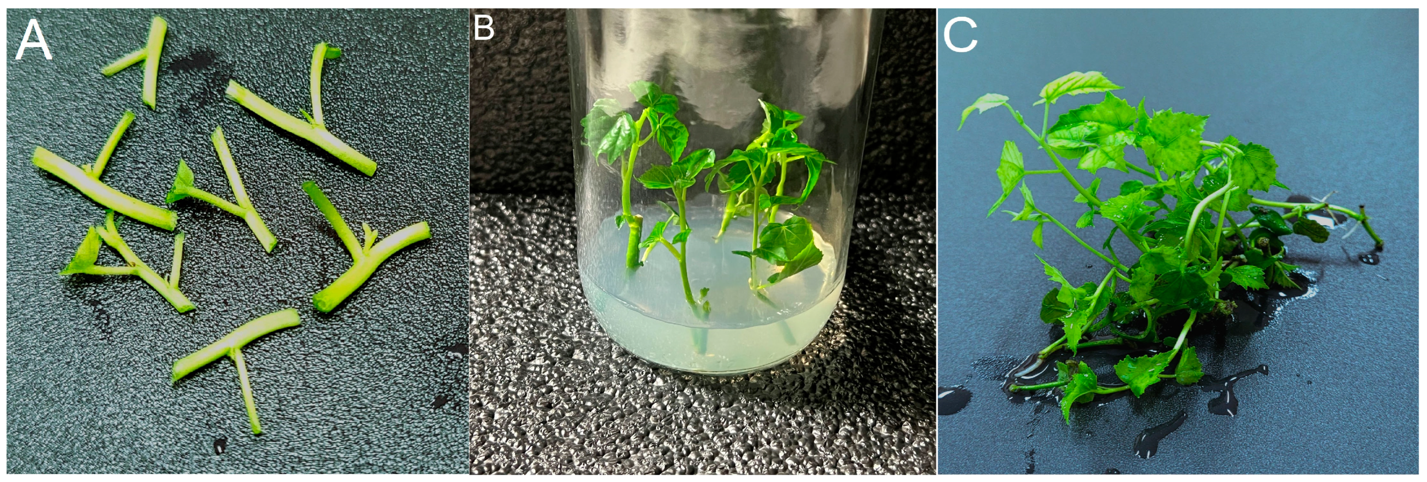 Horticulturae 10 00021 g001a