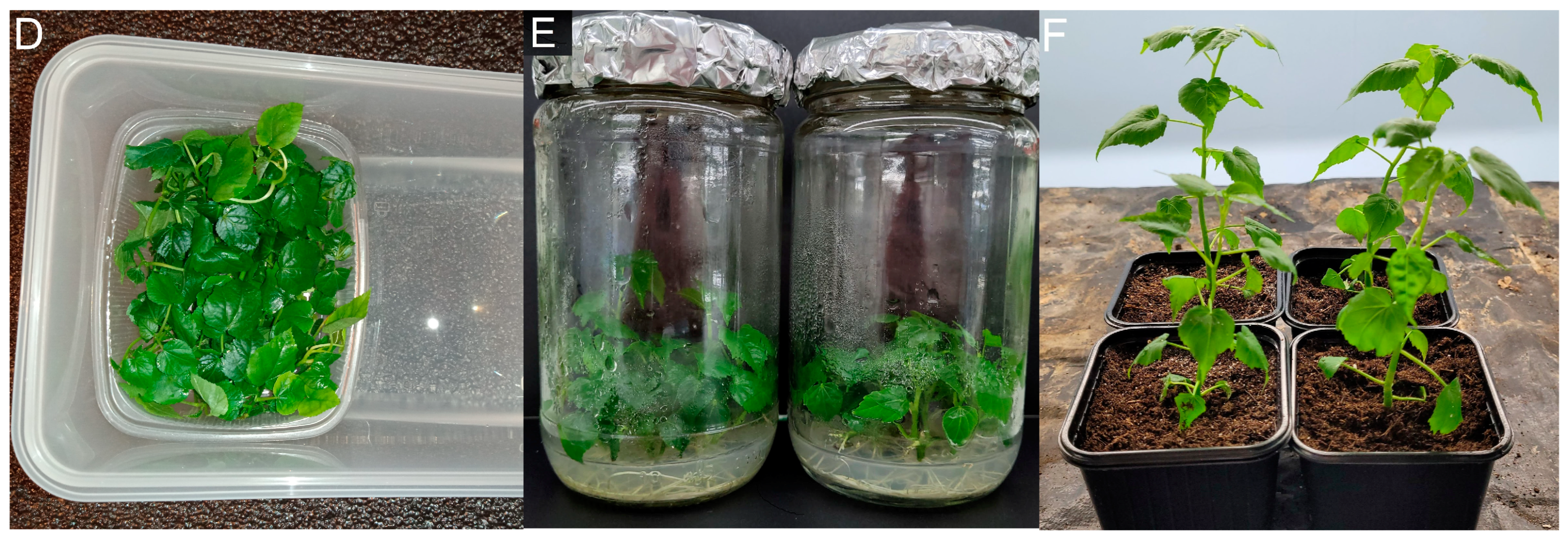 Horticulturae 10 00021 g001b