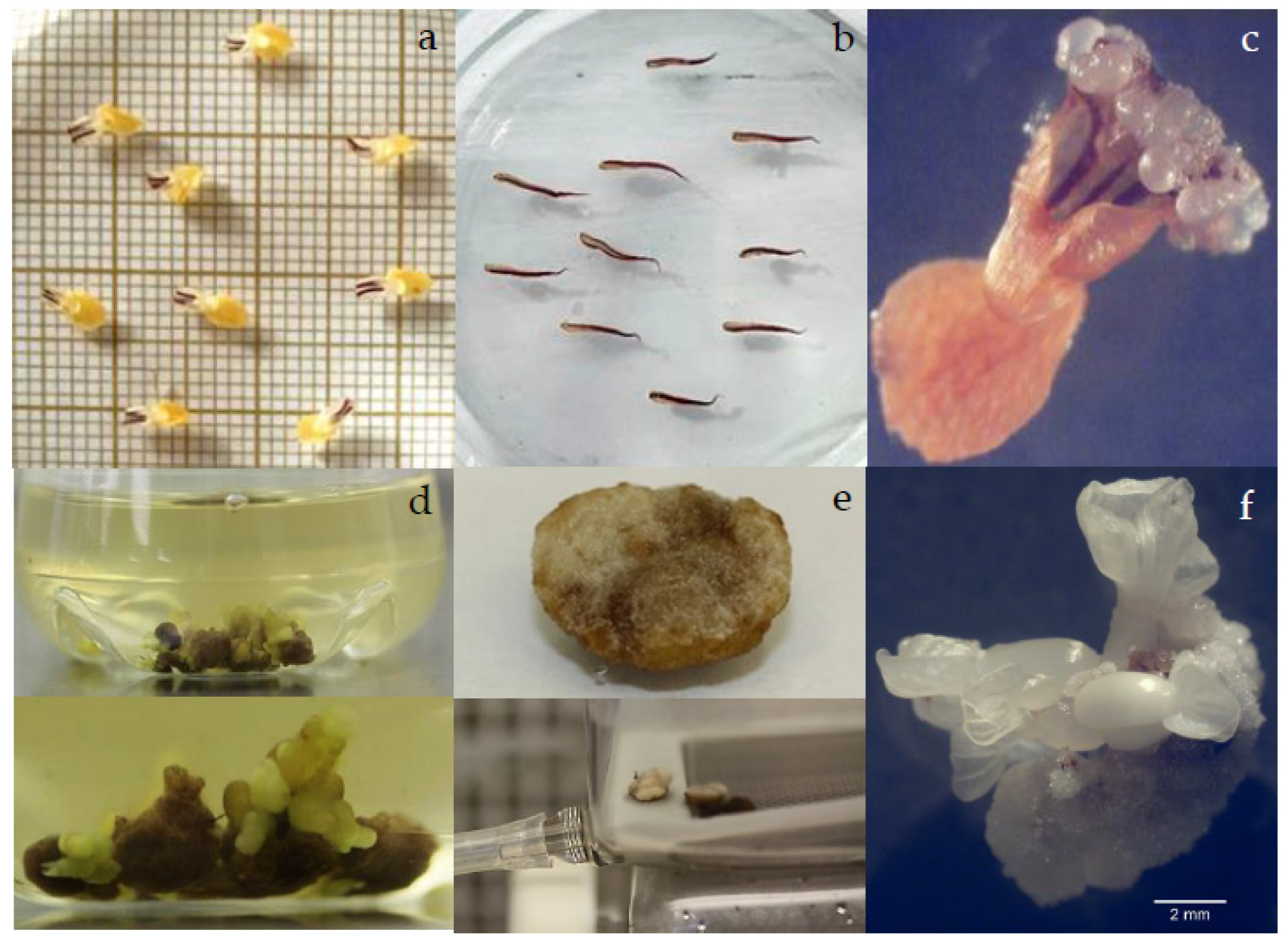 Horticulturae 10 00024 g001 Horticulturae 10 00024 g001