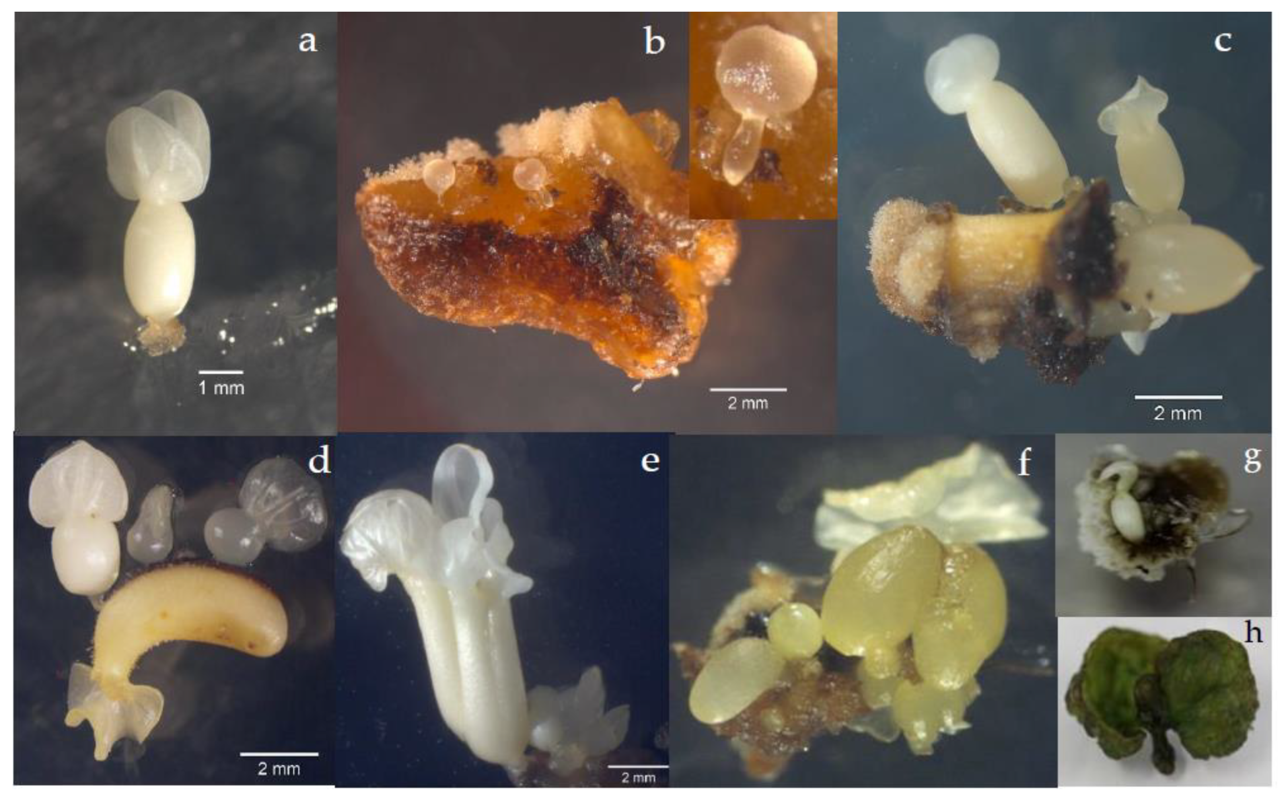Horticulturae 10 00024 g002 Horticulturae 10 00024 g002
