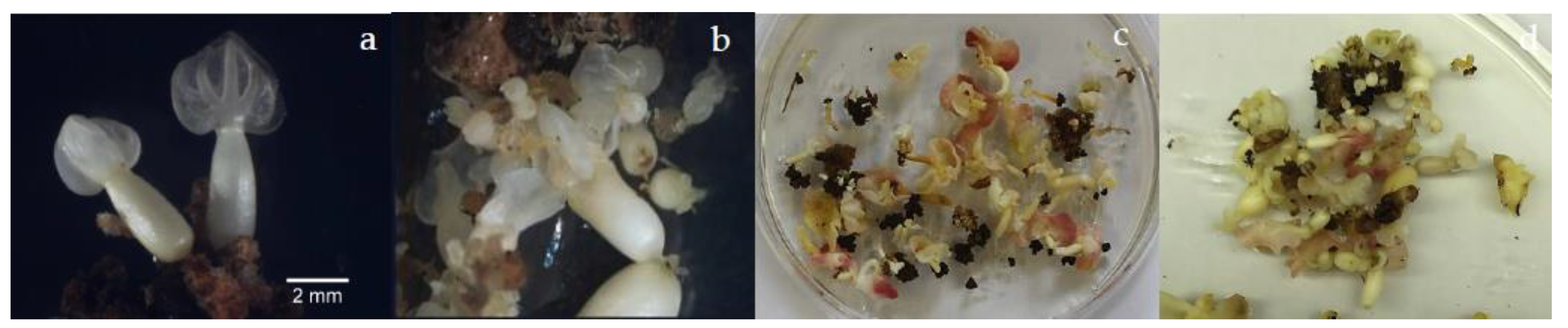 Horticulturae 10 00024 g004 Horticulturae 10 00024 g004