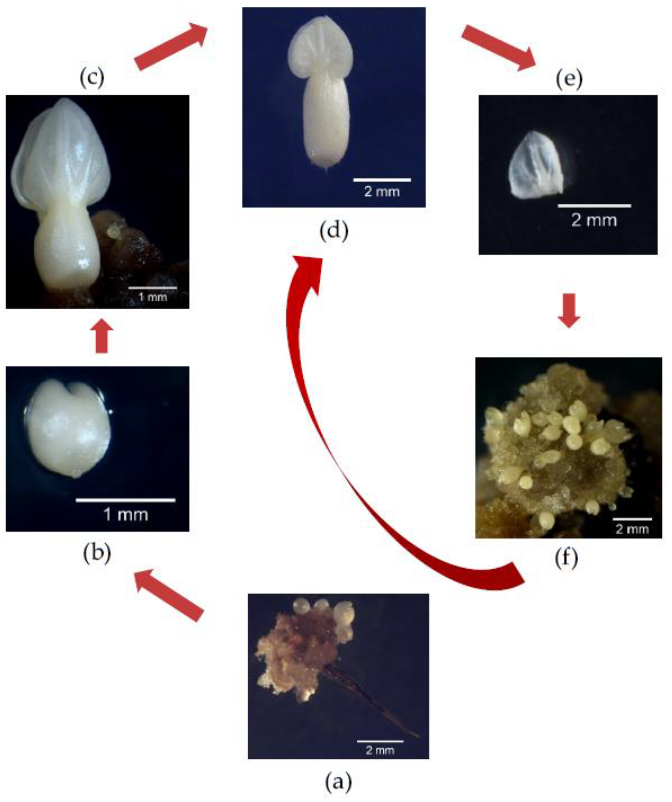 Horticulturae 10 00024 g005 Horticulturae 10 00024 g005