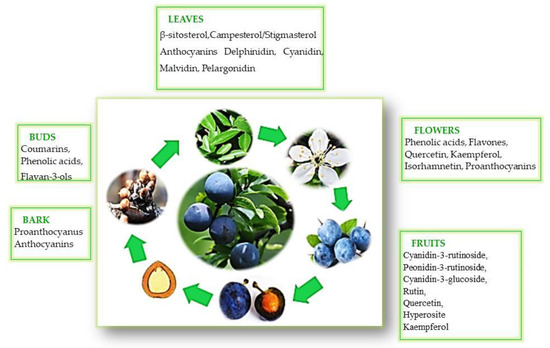 Horticulturae 10 00029 g003
