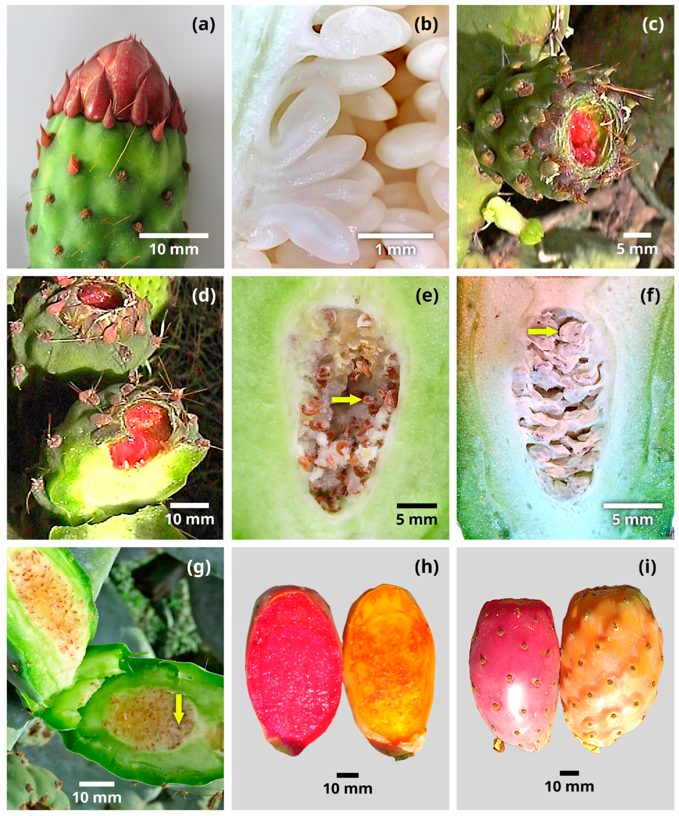 Horticulturae 10 00039 g002