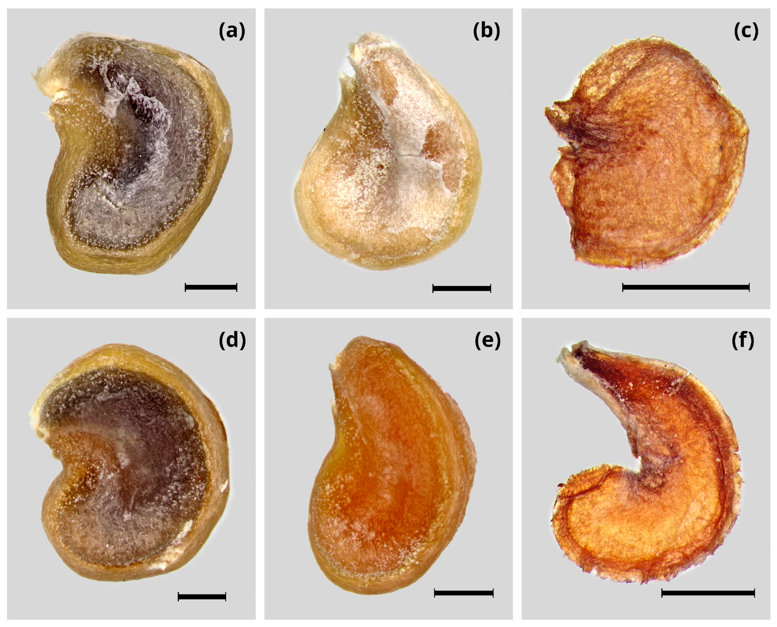 Horticulturae 10 00039 g003
