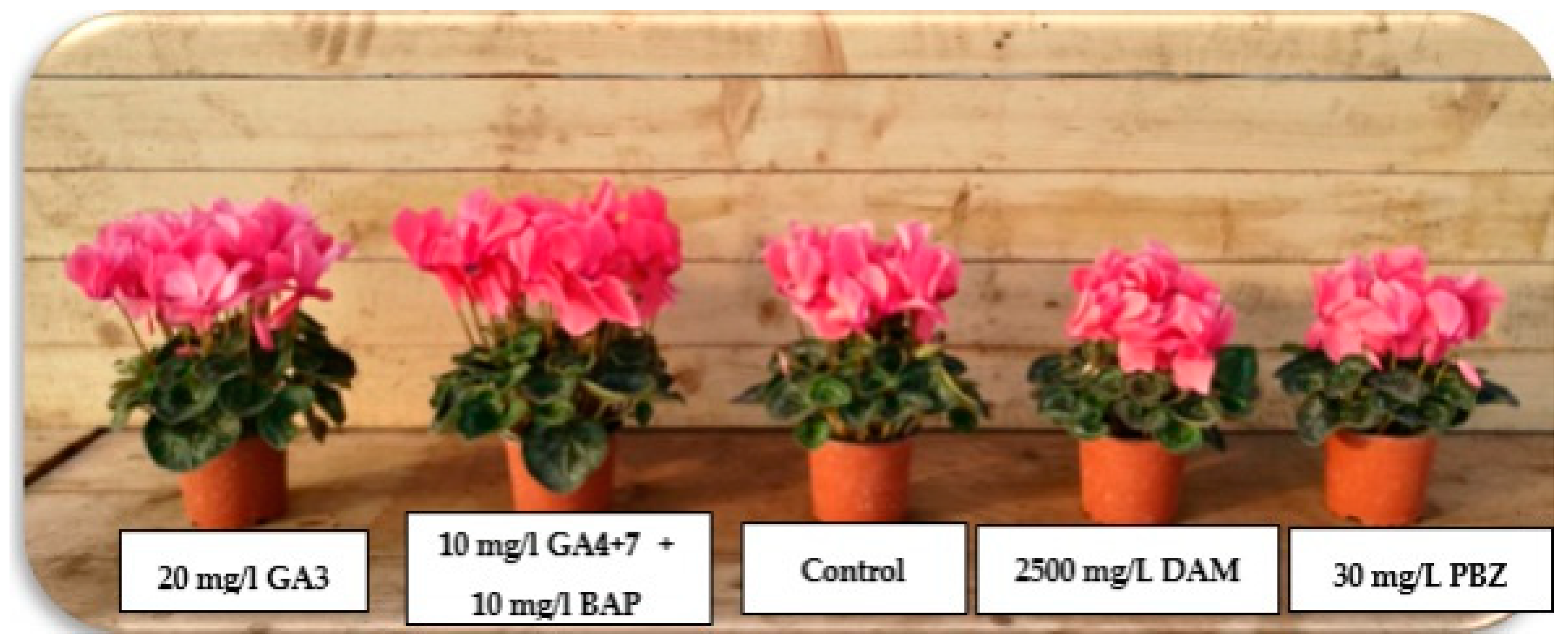 Horticulturae 10 00053 g011 Horticulturae 10 00053 g011