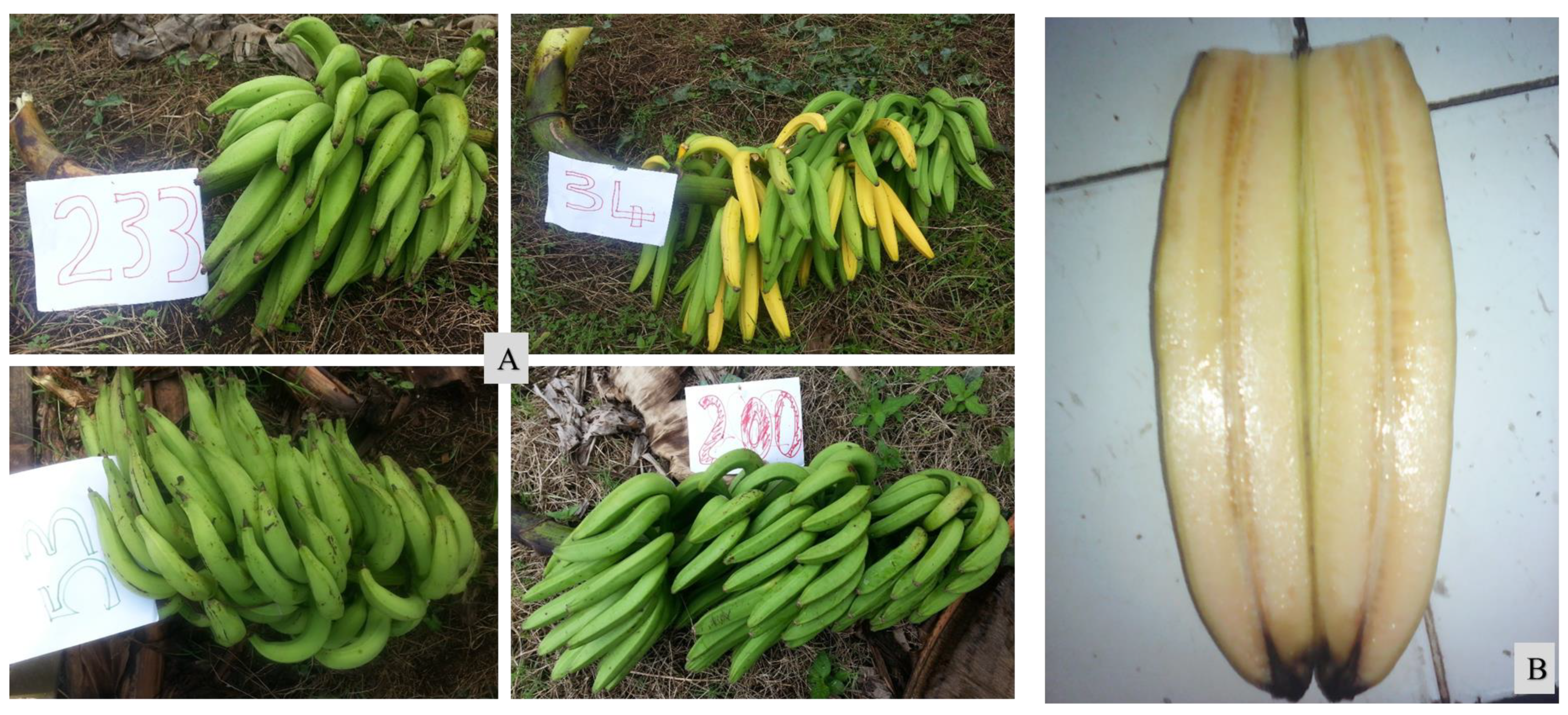 Horticulturae 10 00062 g002