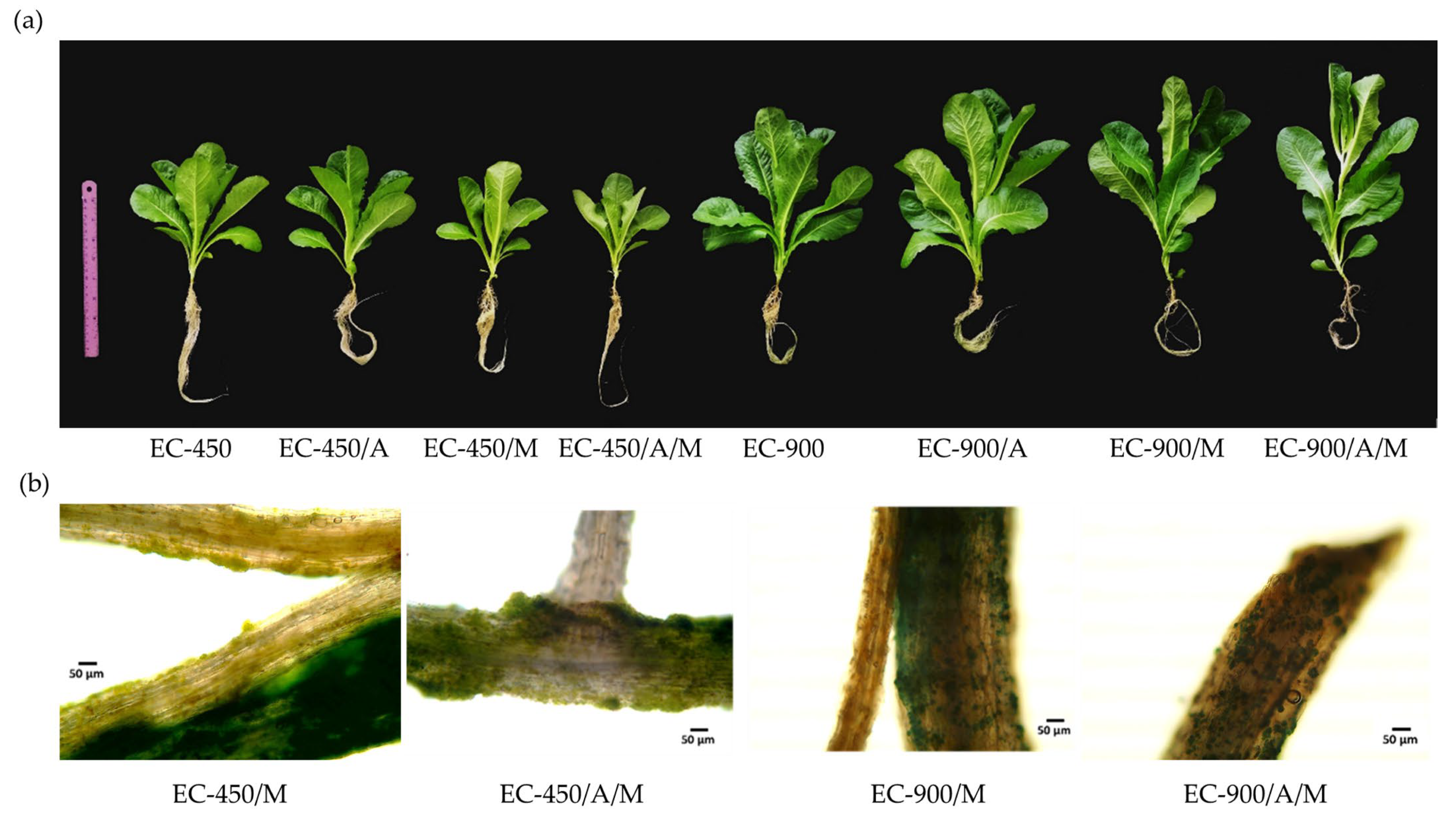 Horticulturae 10 00070 g003