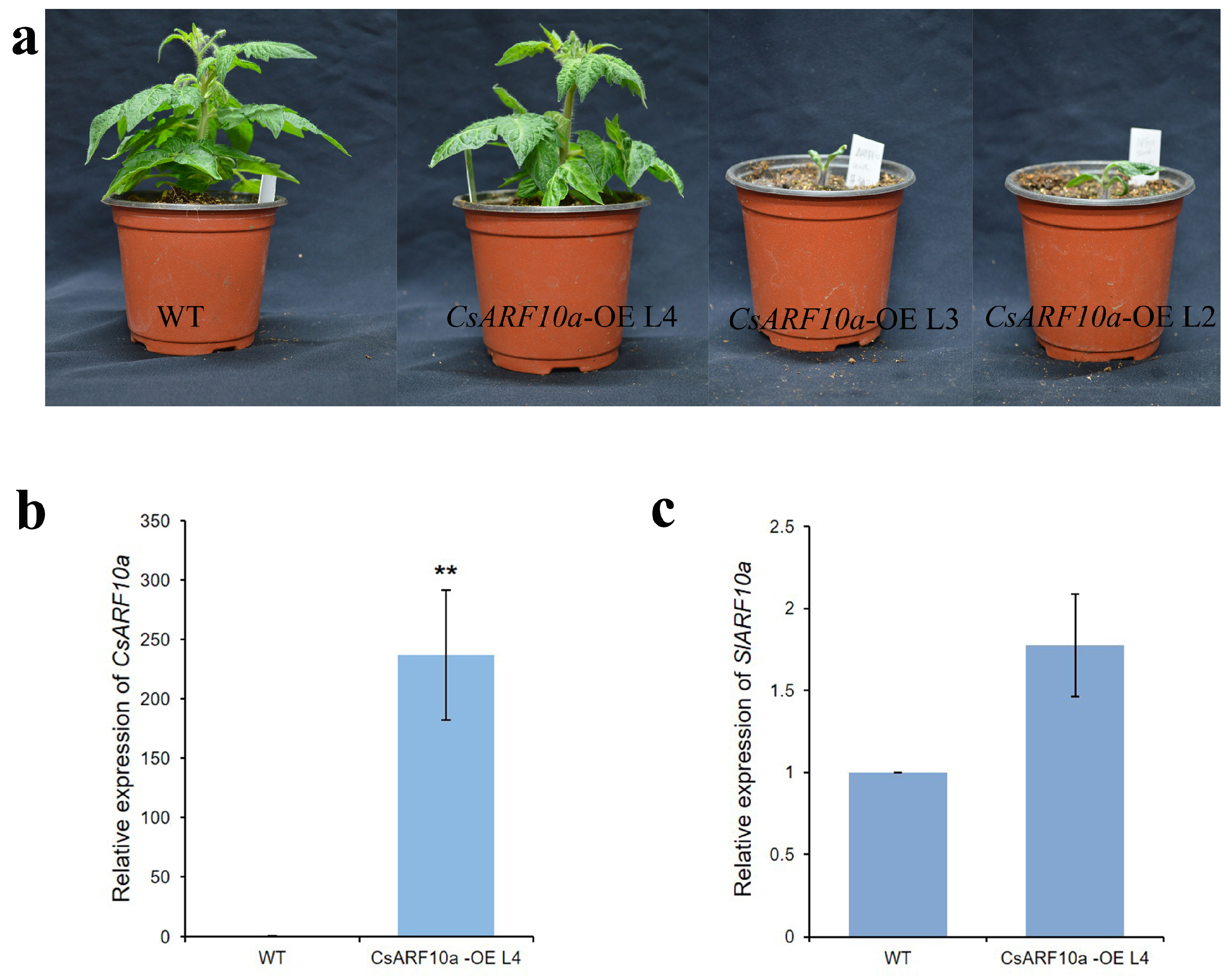 Horticulturae 10 00079 g004