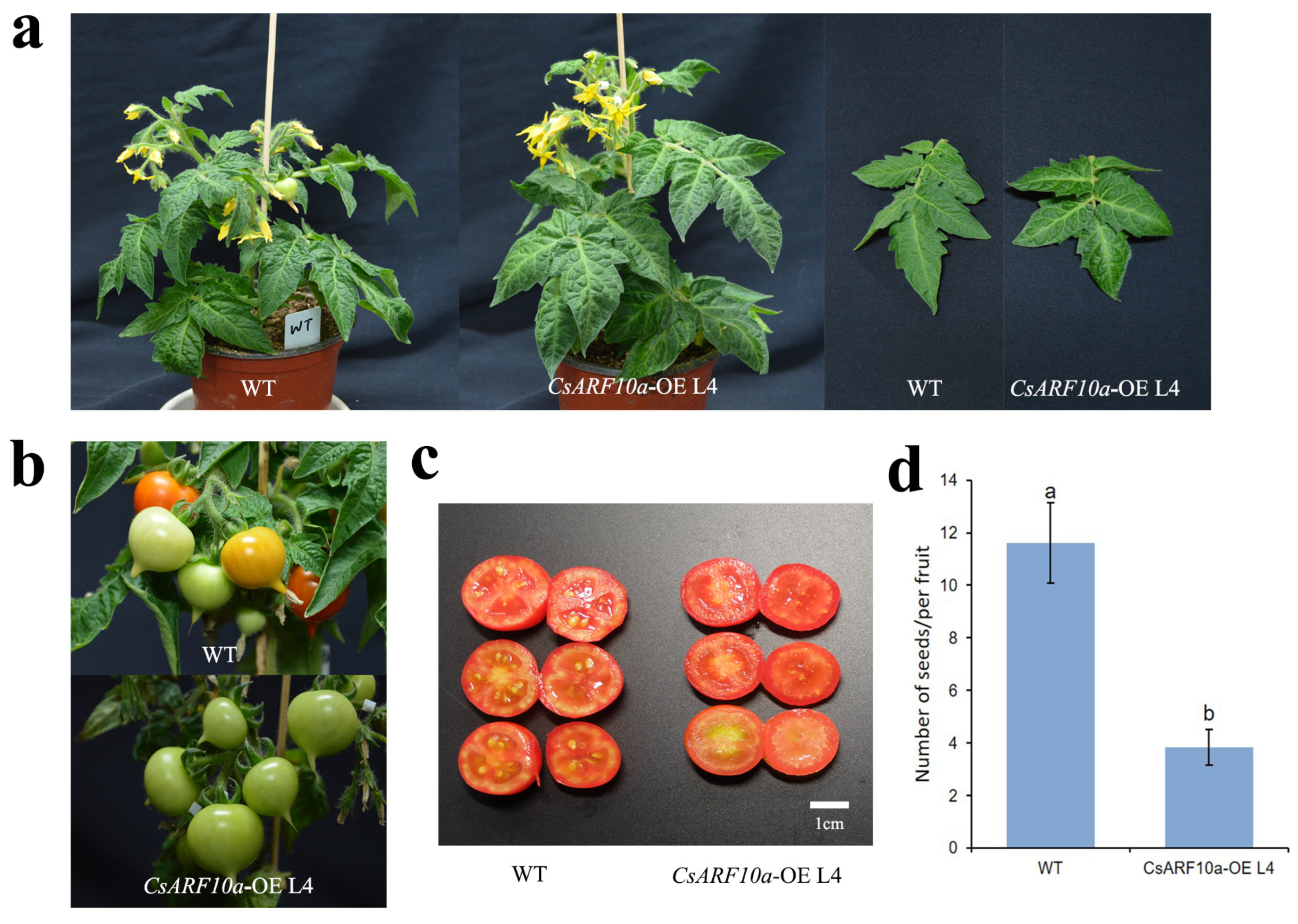 Horticulturae 10 00079 g005