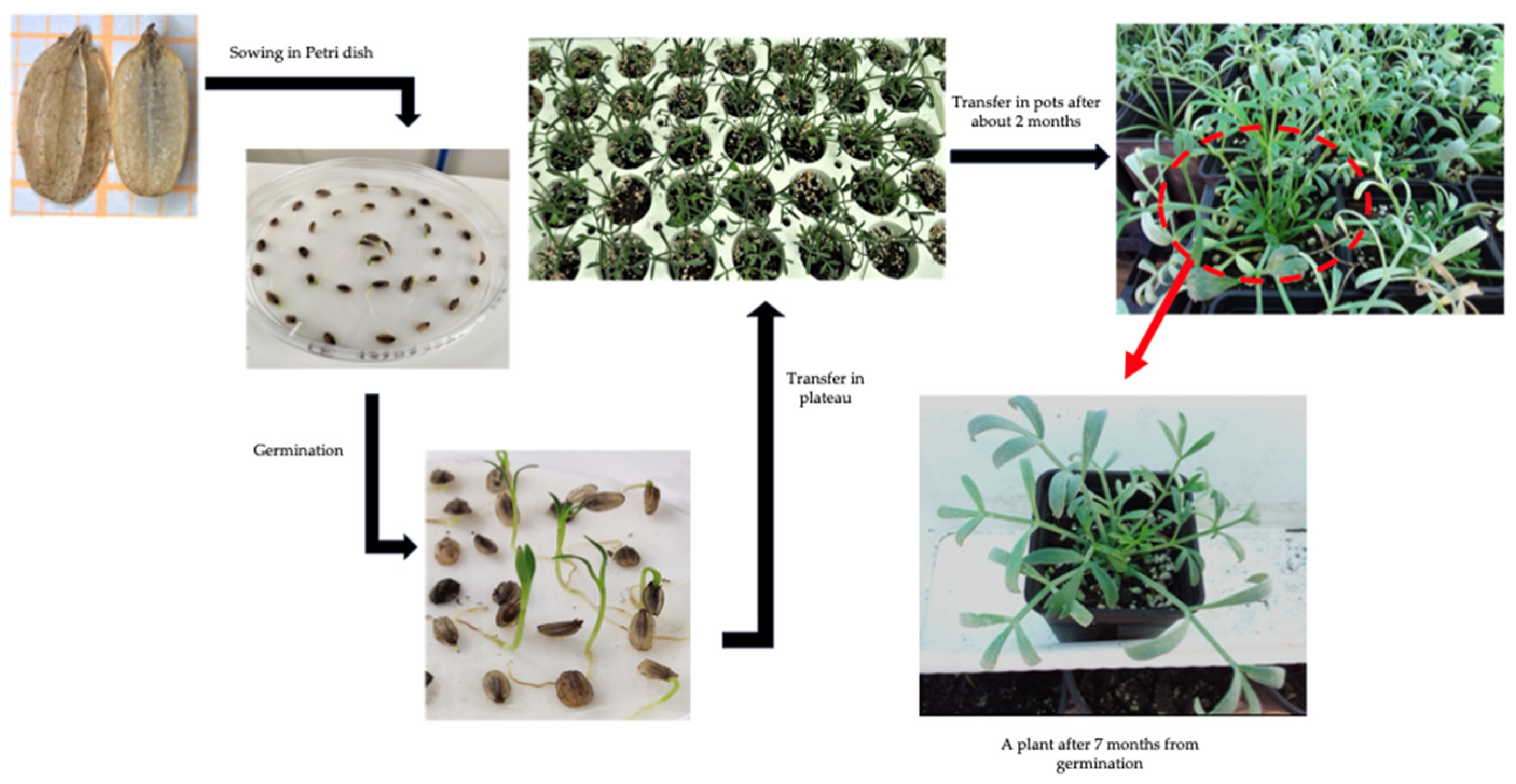Horticulturae 10 00081 g002