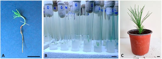 Horticulturae 10 00097 g002