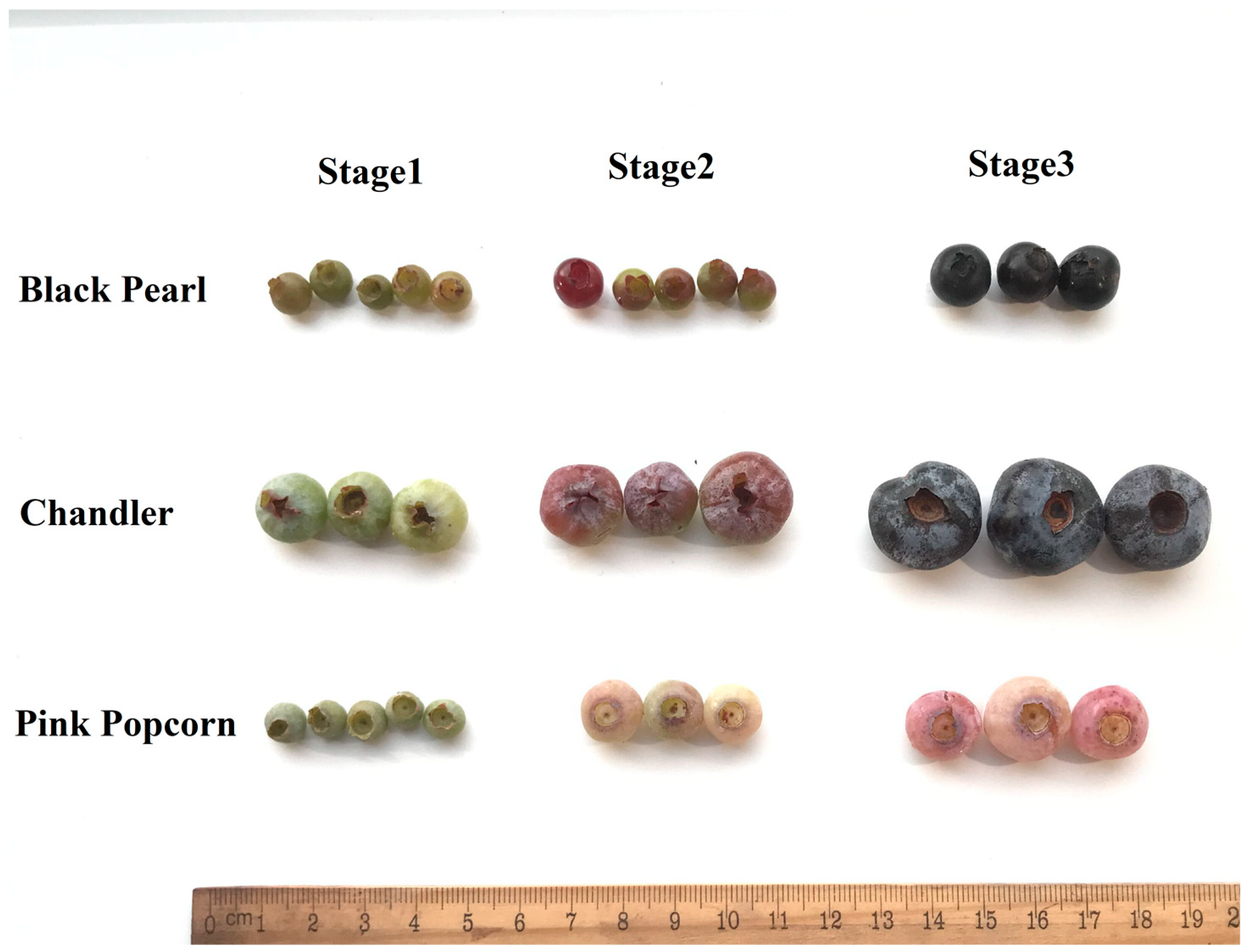 Horticulturae 10 00105 g001