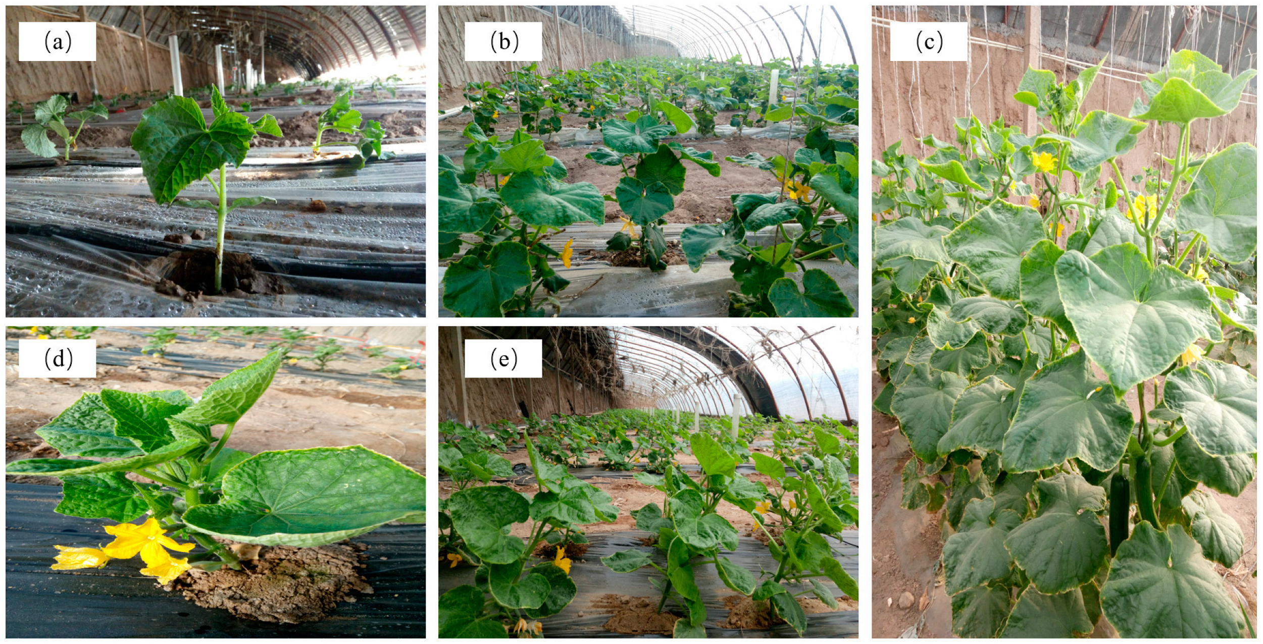 Horticulturae 10 00113 g010