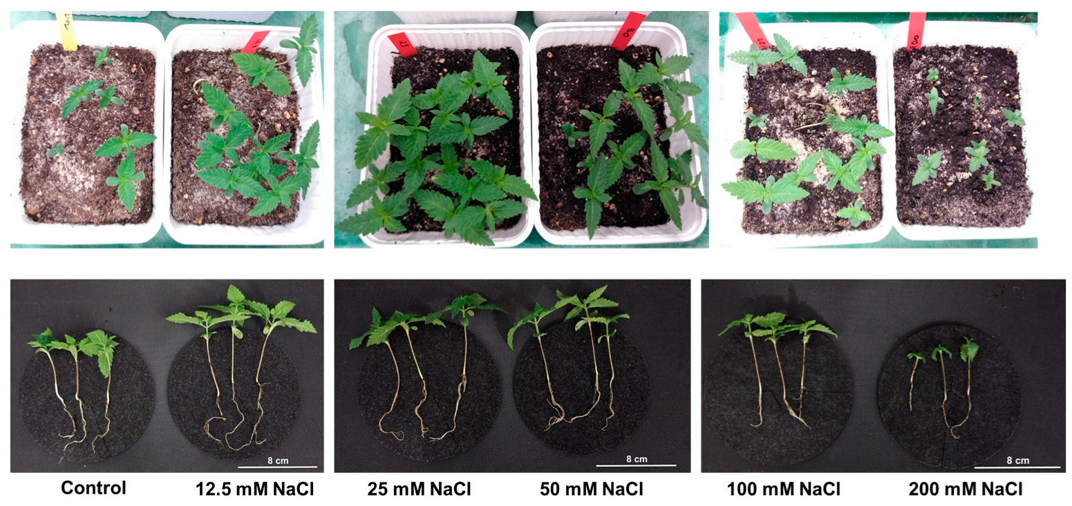 Horticulturae 10 00127 g001