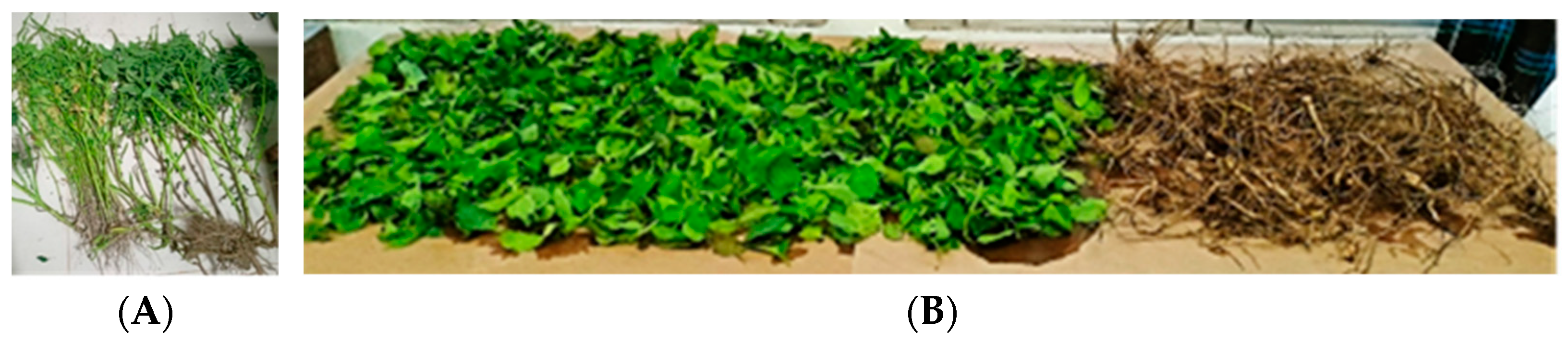 Horticulturae 10 00135 g002