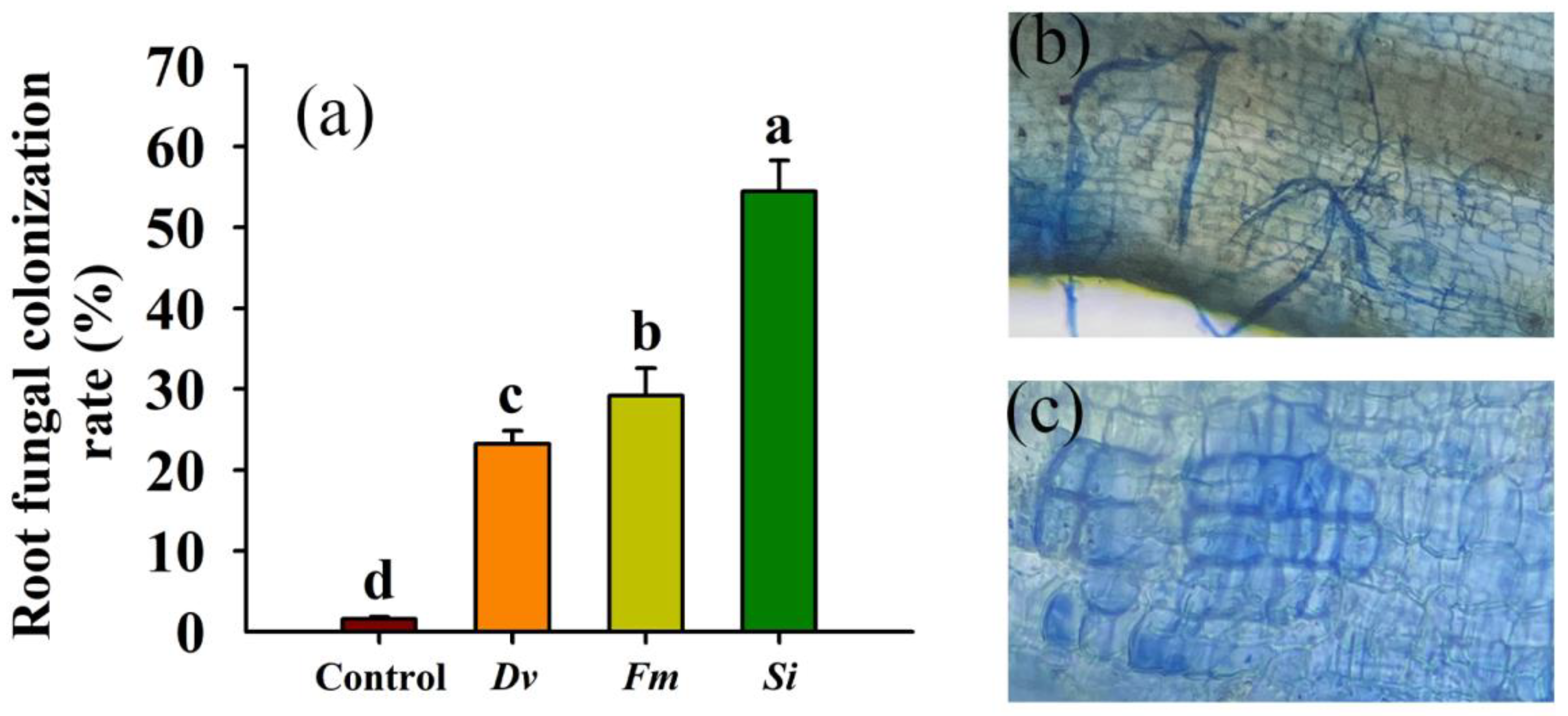 Horticulturae 10 00145 g001