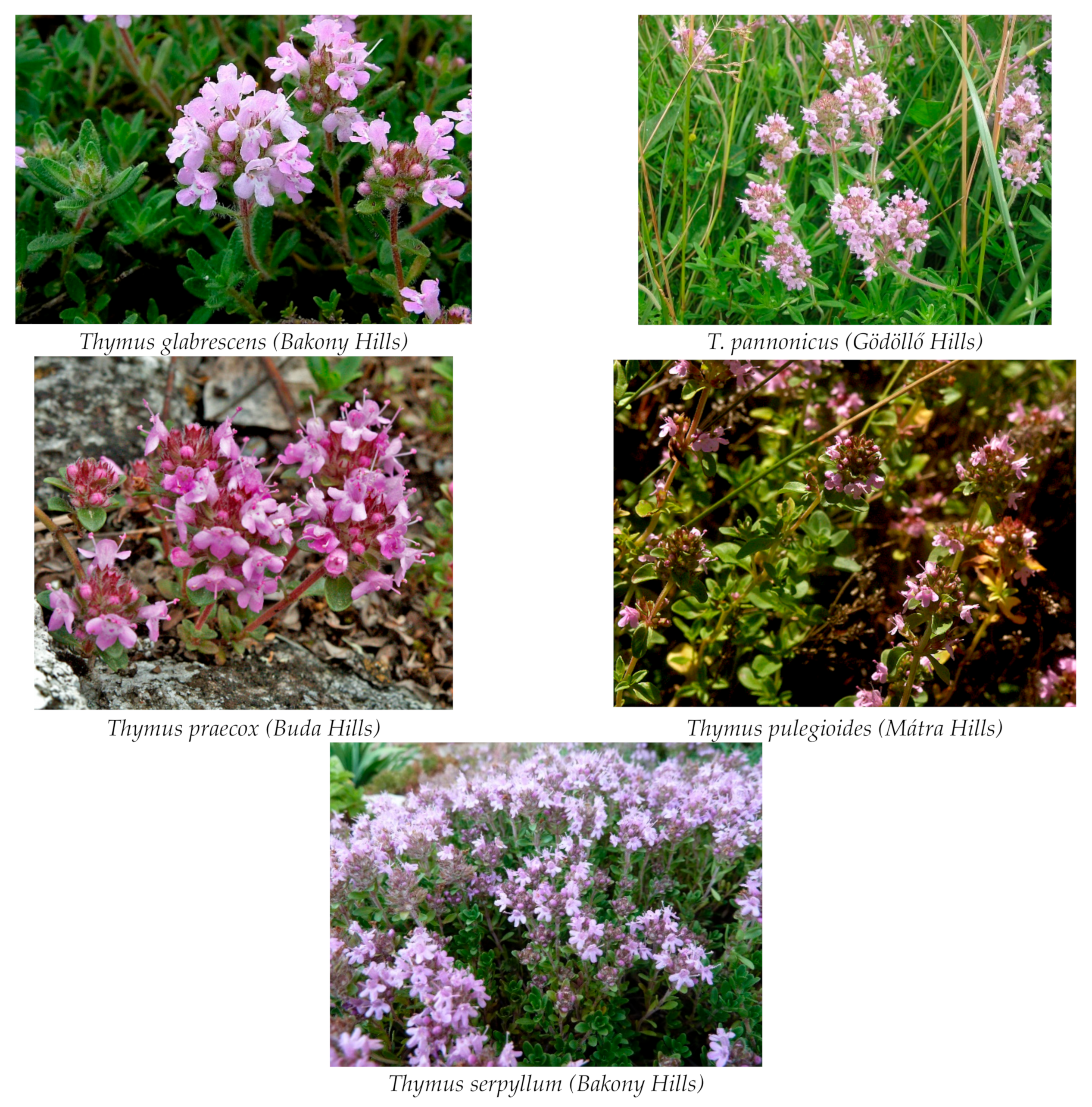 Horticulturae 10 00150 g001 Horticulturae 10 00150 g001