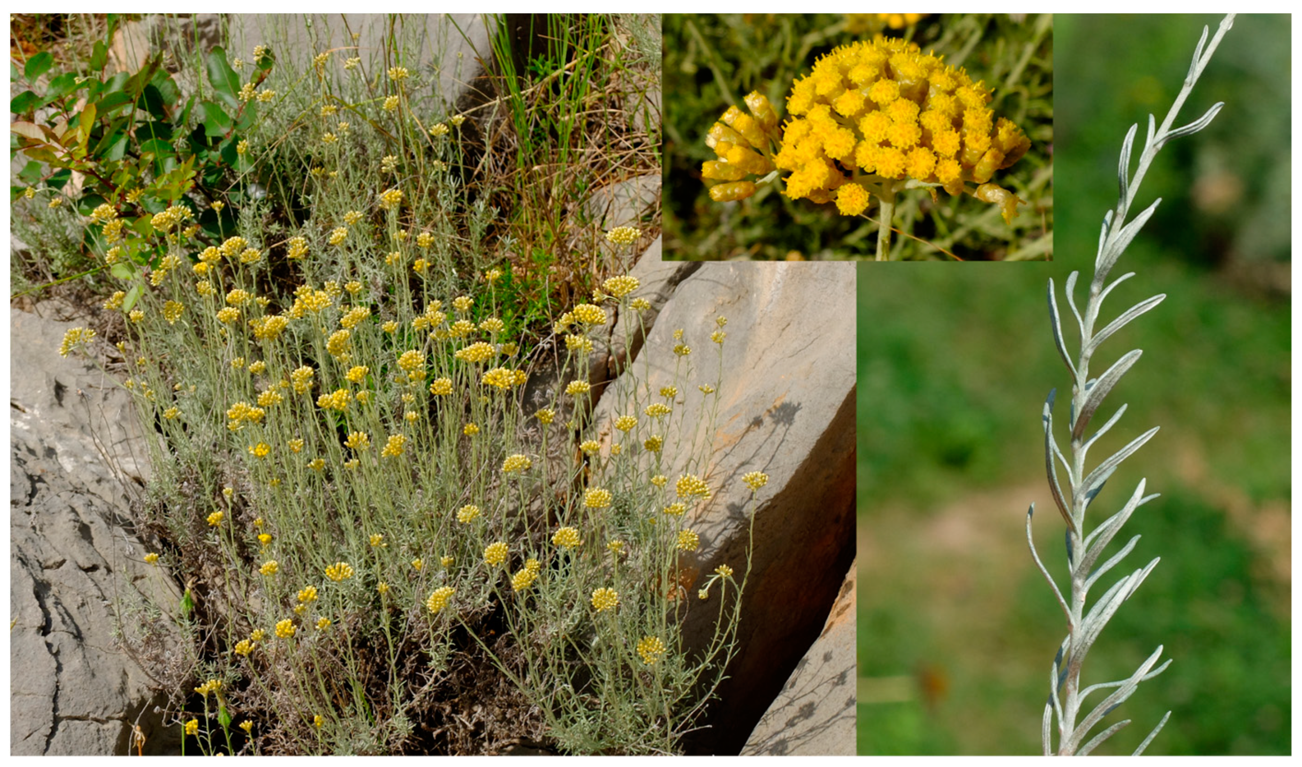 Horticulturae 10 00183 g001