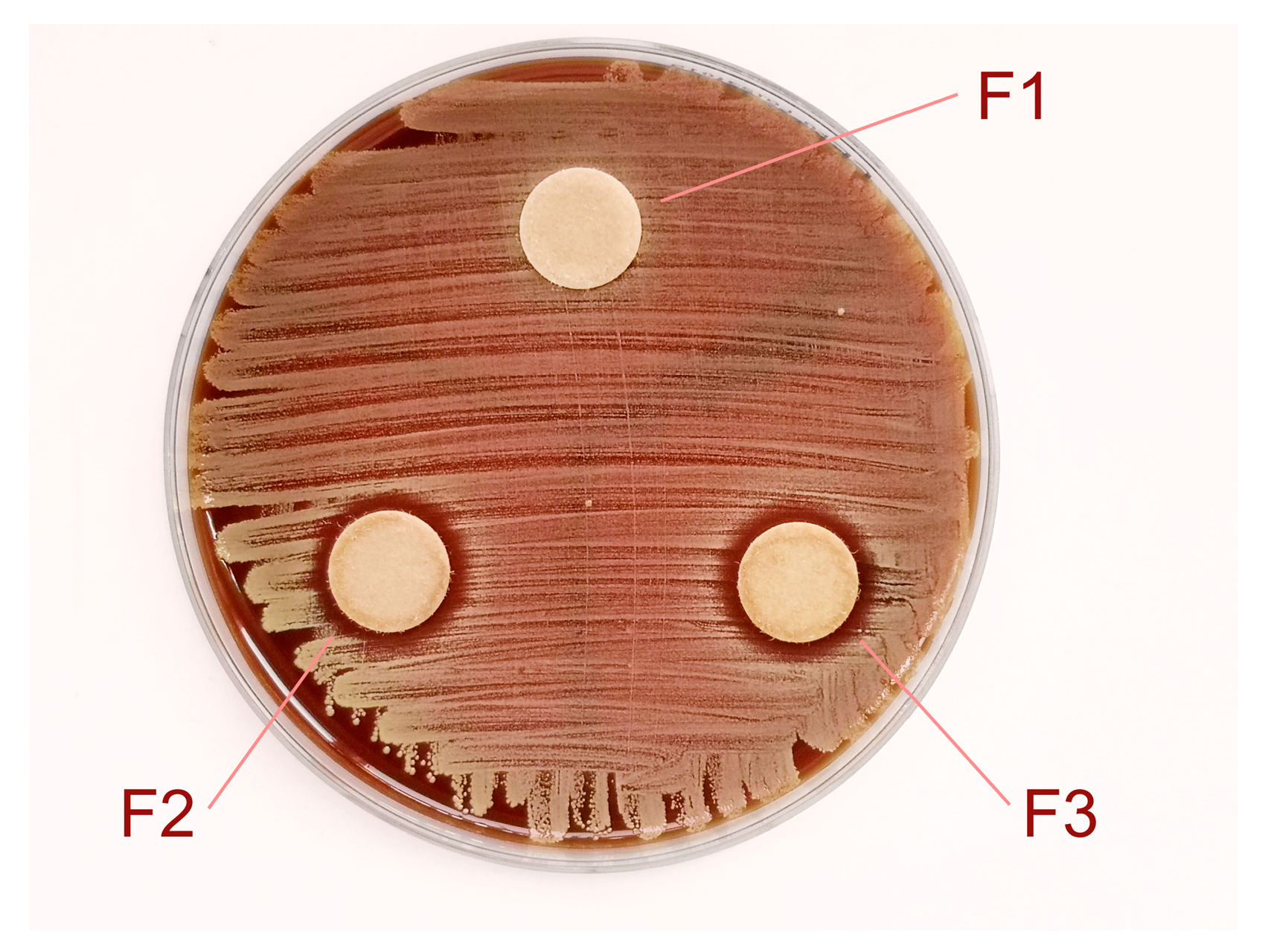 Horticulturae 10 00183 g004