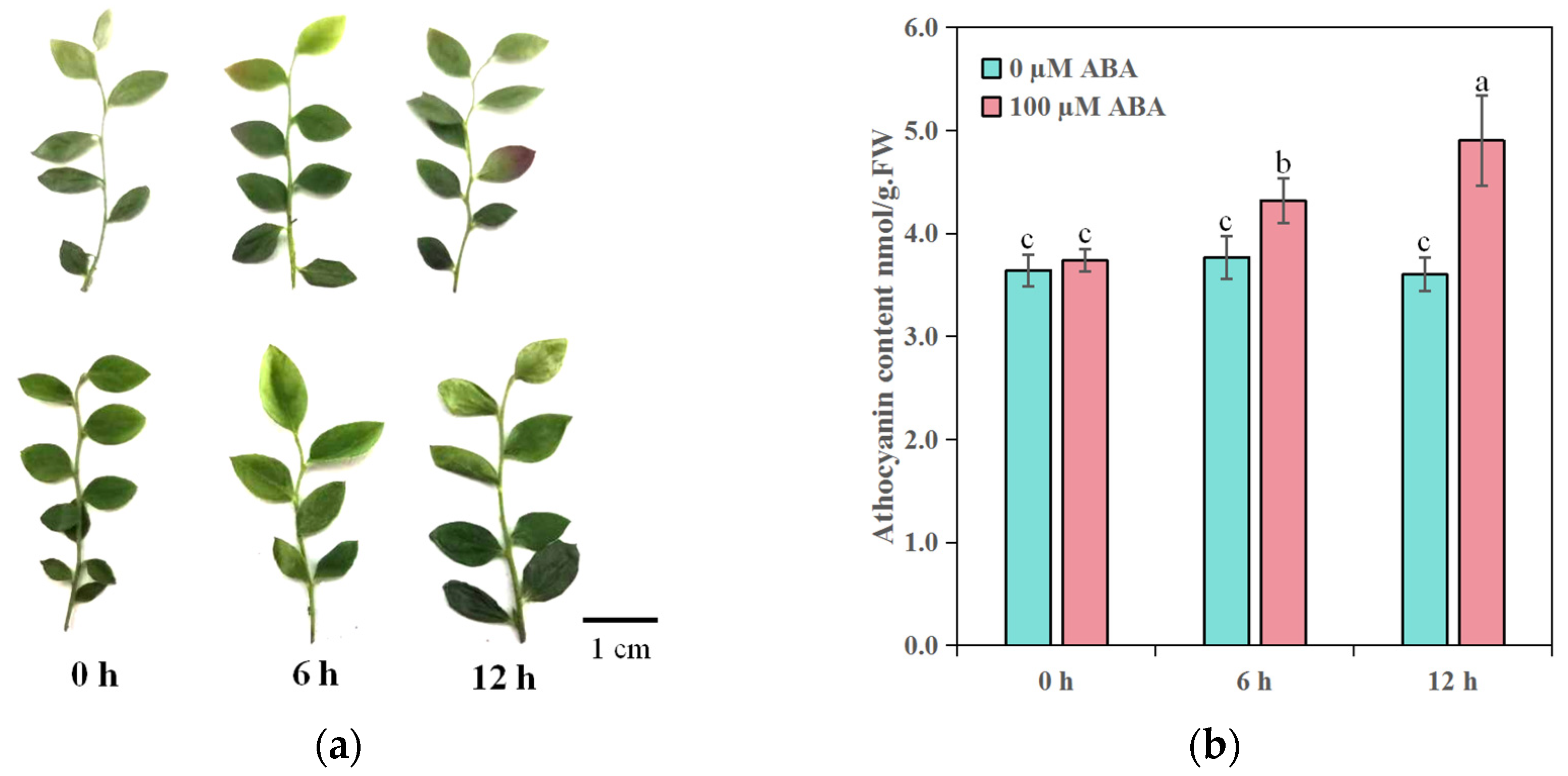 Horticulturae 10 00192 g001