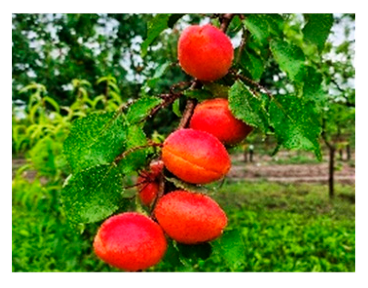 Horticulturae 10 00205 i002