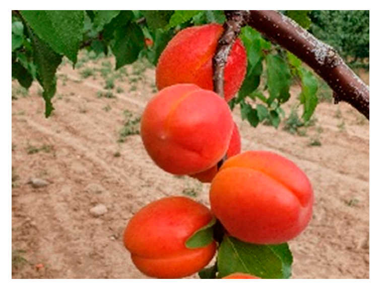 Horticulturae 10 00205 i003