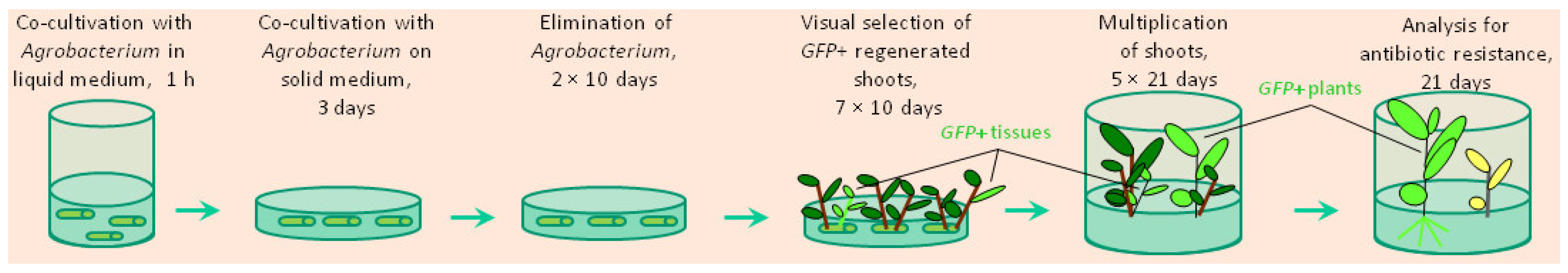 Horticulturae 10 00222 g001