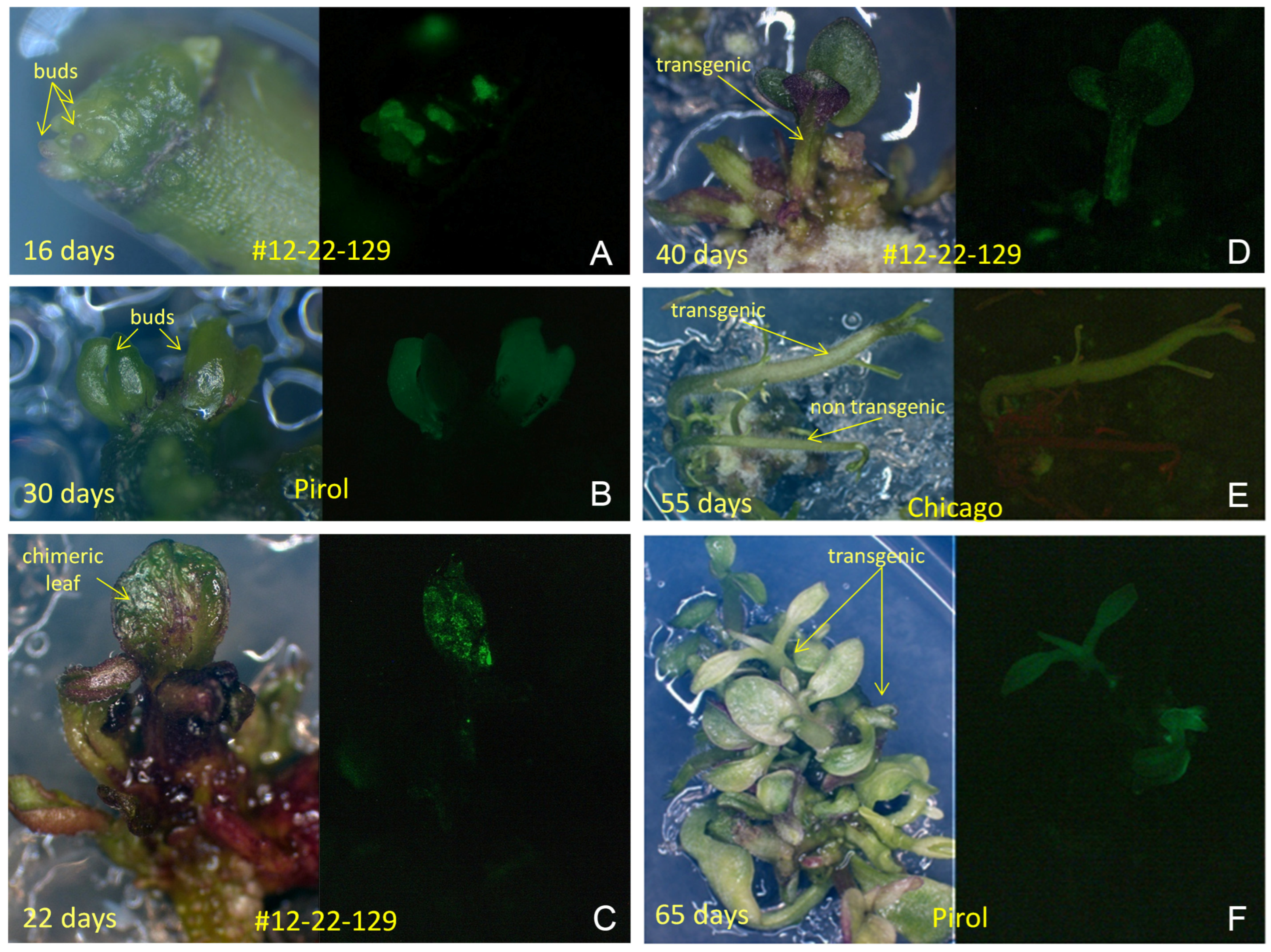 Horticulturae 10 00222 g004