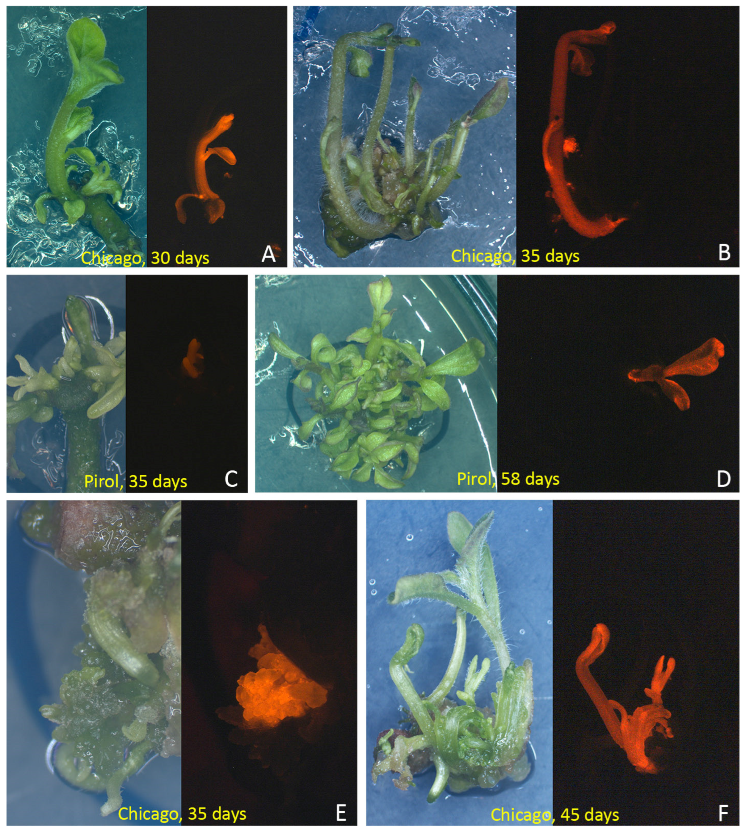 Horticulturae 10 00222 g007