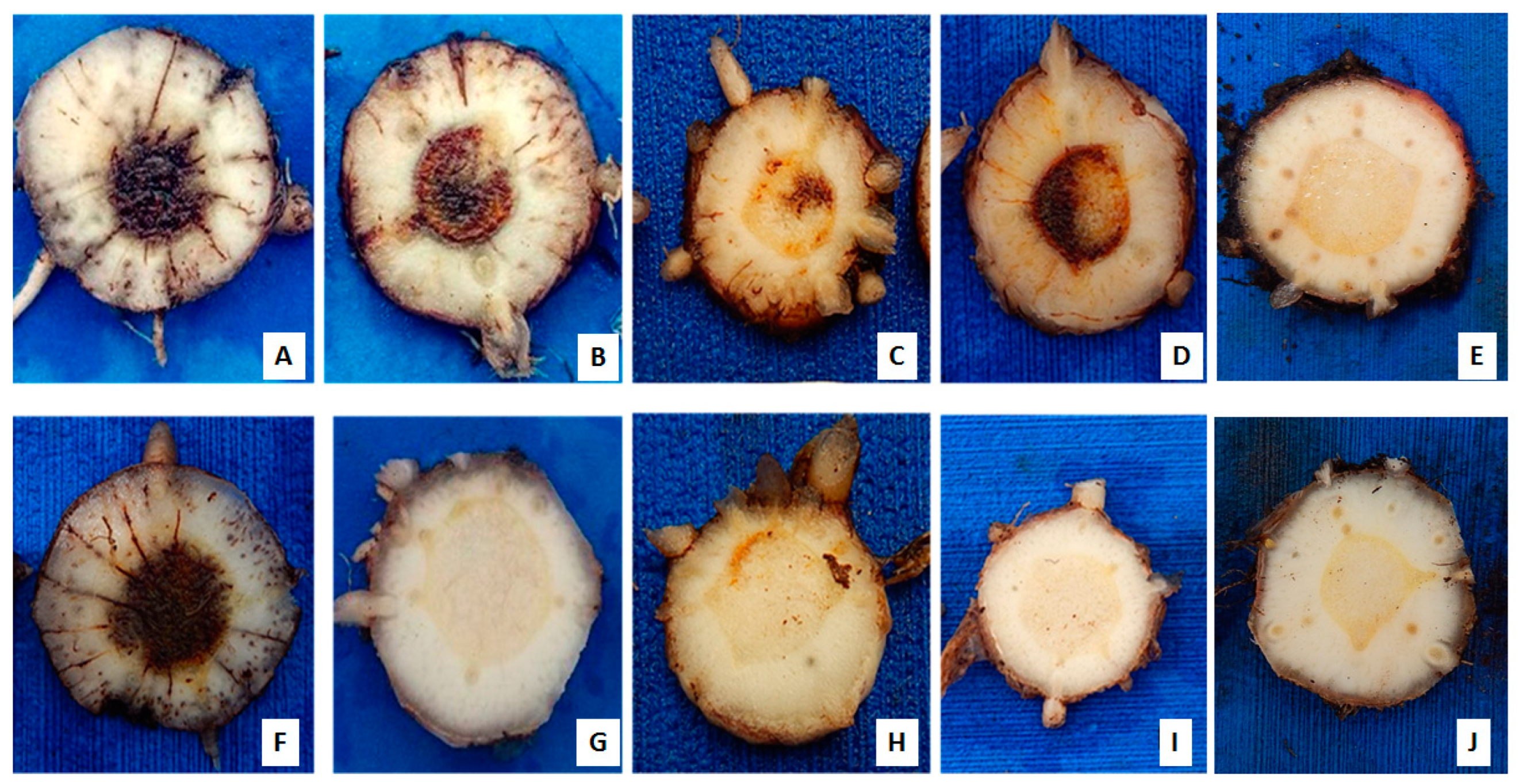 Horticulturae 10 00228 g001